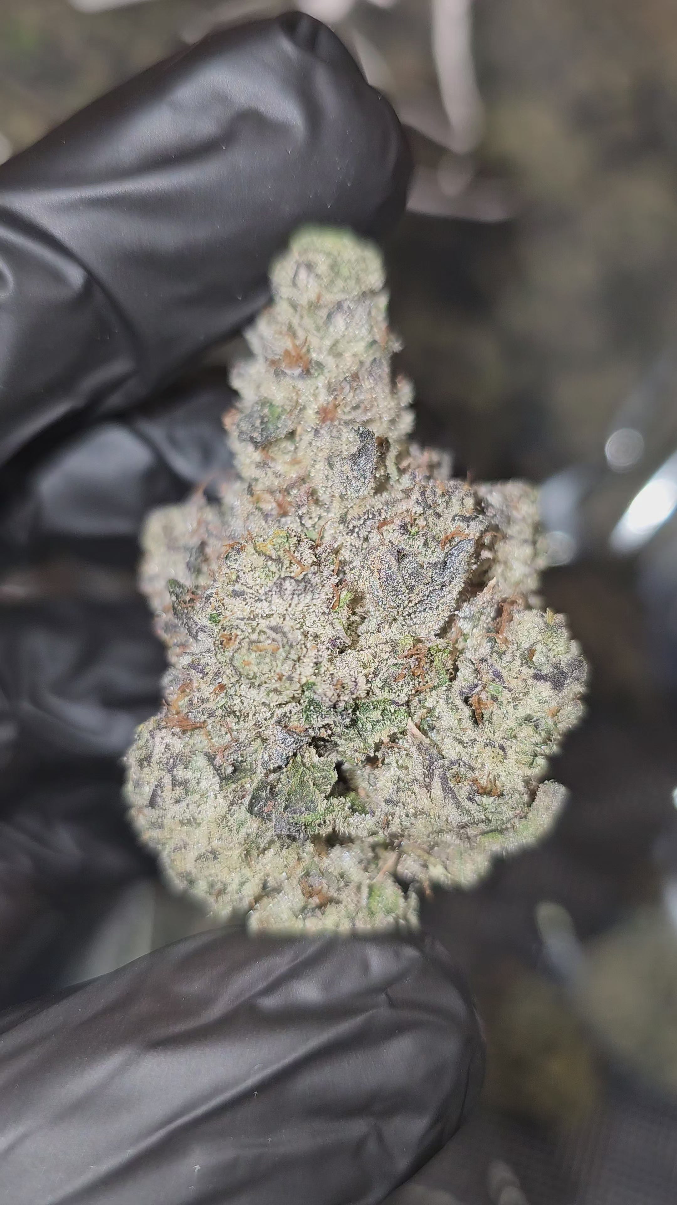 Load video: Grapple | First Cut Exotics | Flower