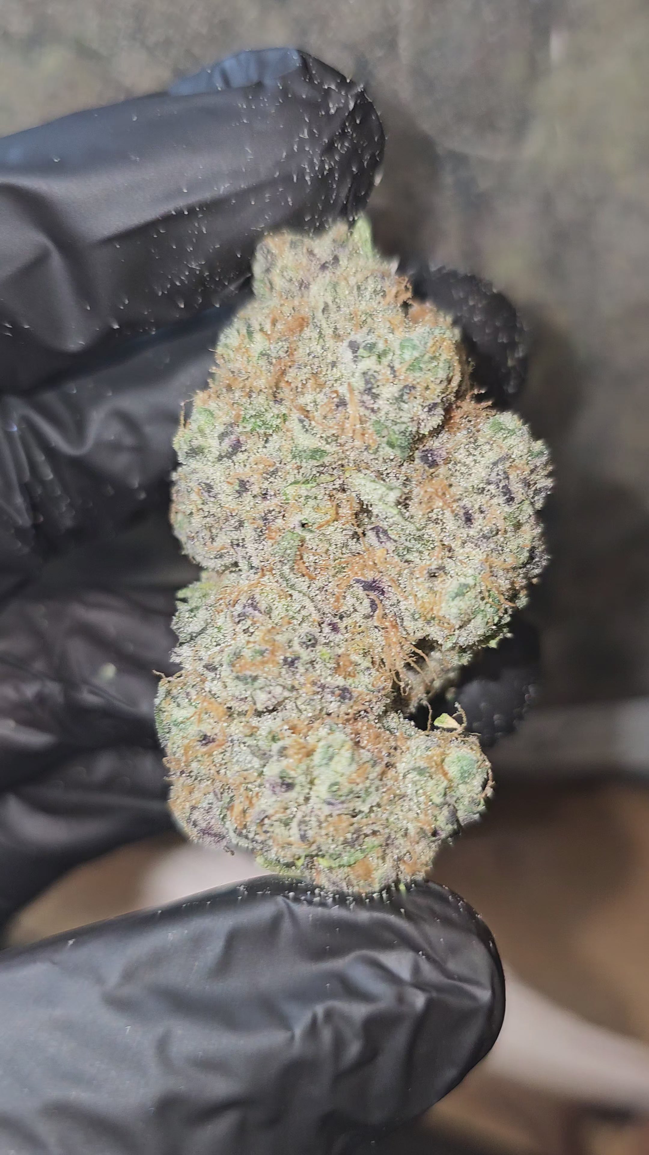 D'Lish | First Cut Exotics | Flower | 29.38%