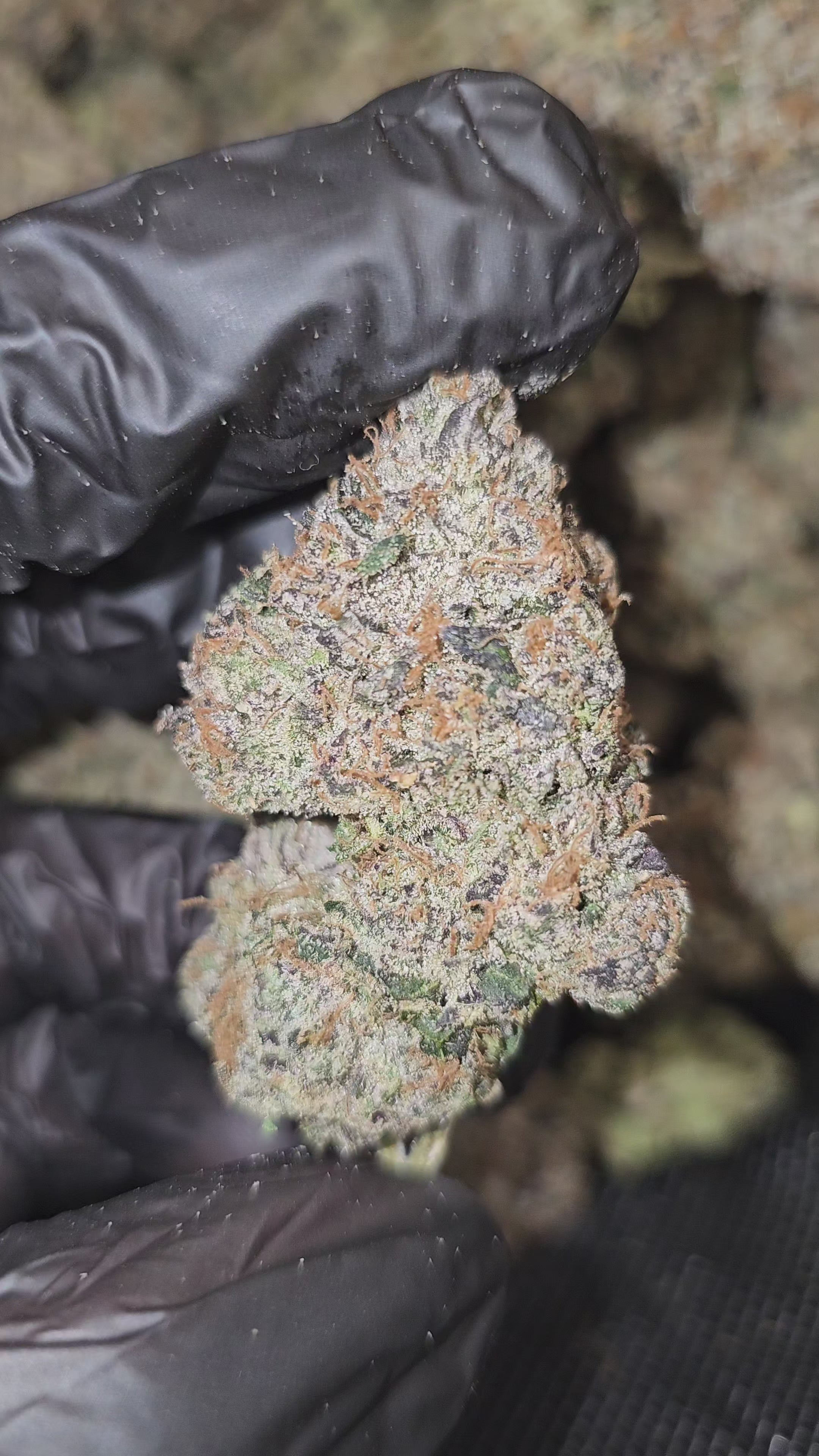Load video: New Yorker [Sour Diesel X LCG] | Boutique Tier | Flower