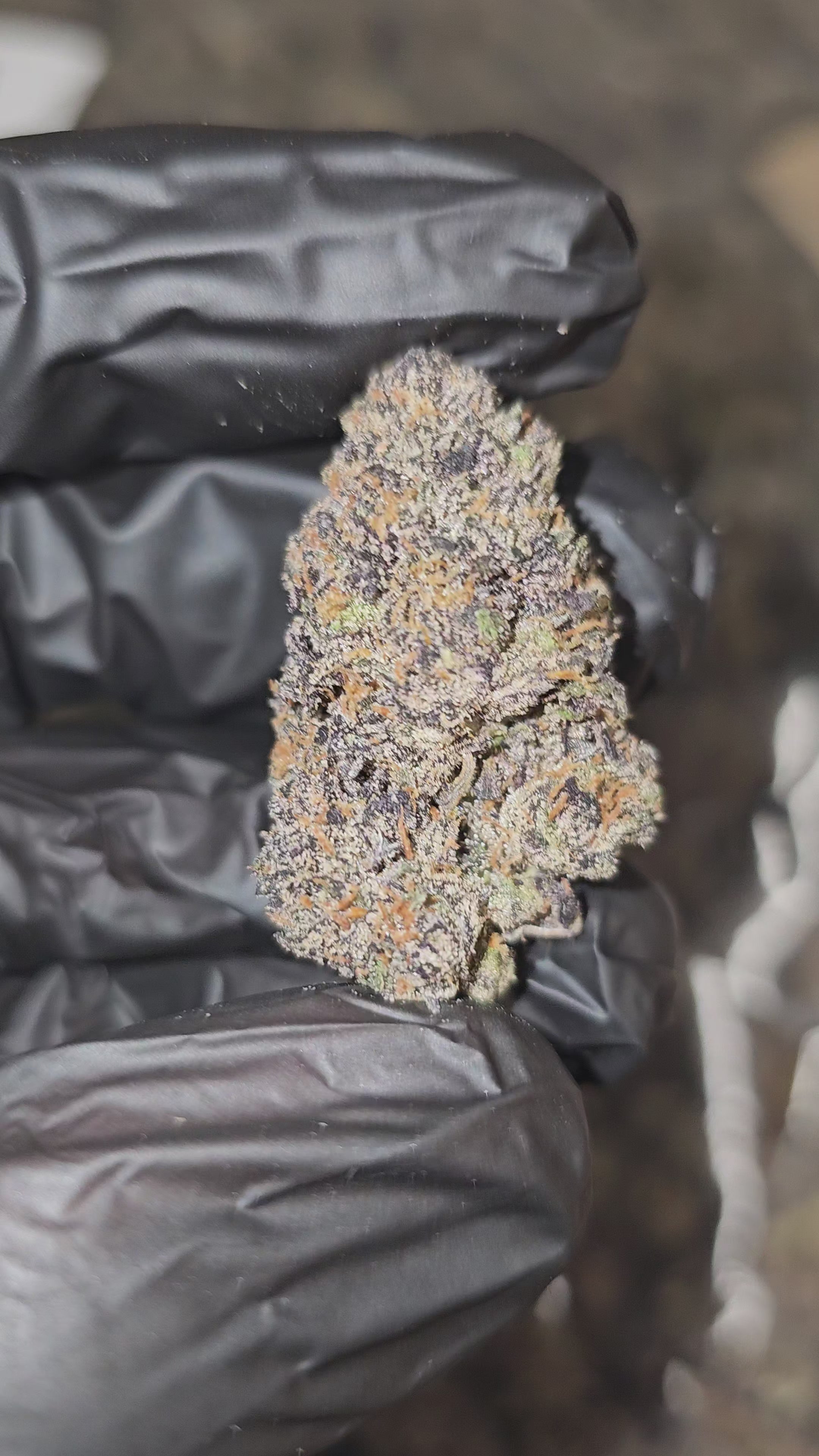 Load video: Runtz OG | Boutique Exotics | Flower | 30.92% | ON SALE