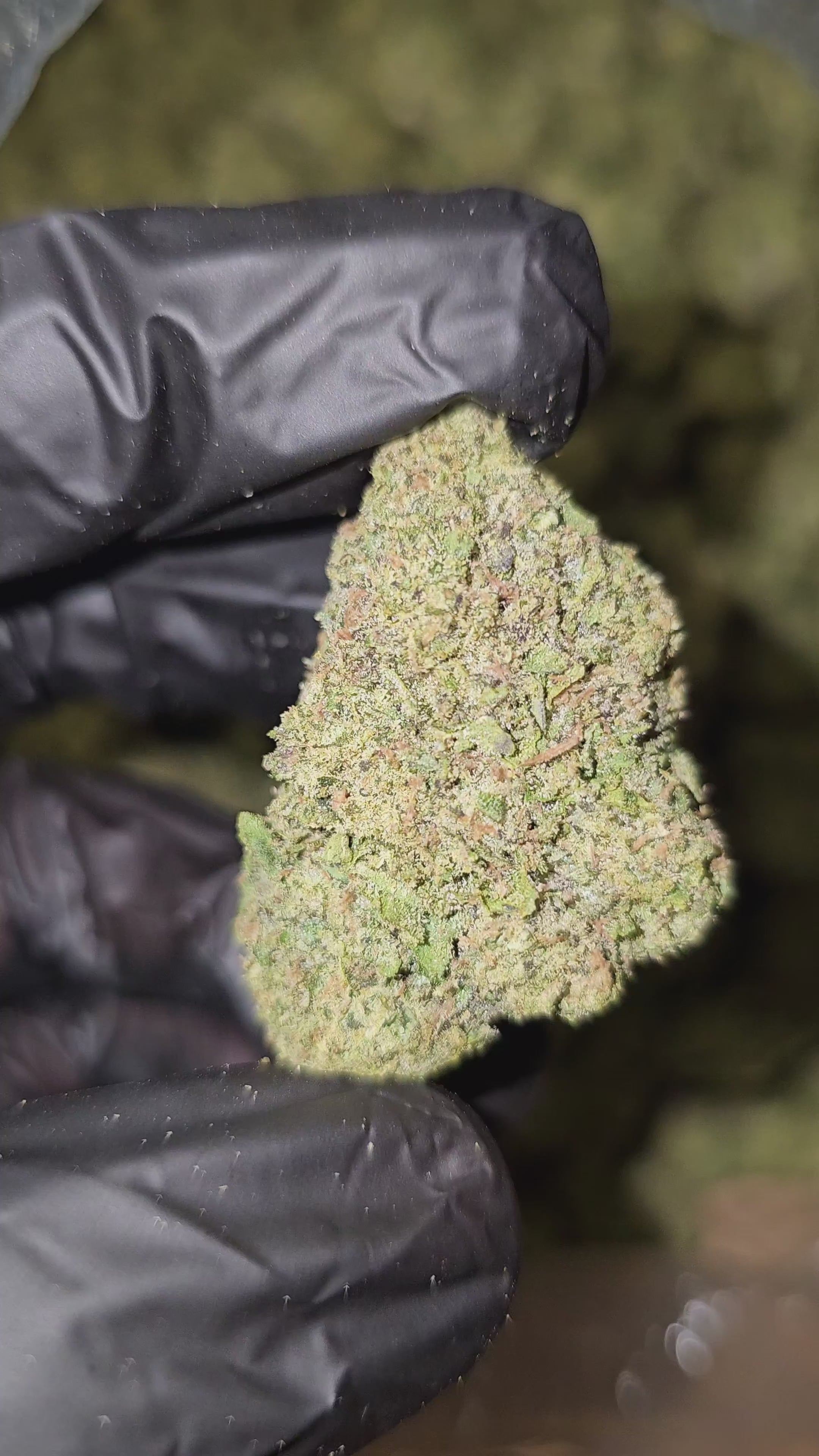 Load video: Gas Works | Top Shelf | Flower