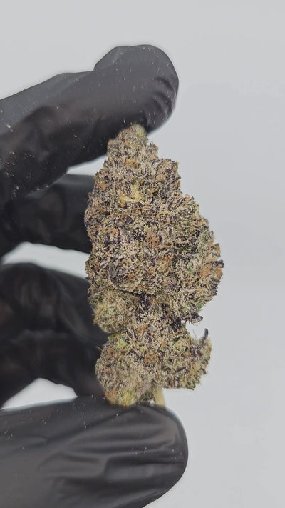 Insane Pound Cake | Boutique Exotics | Flower | On Sale