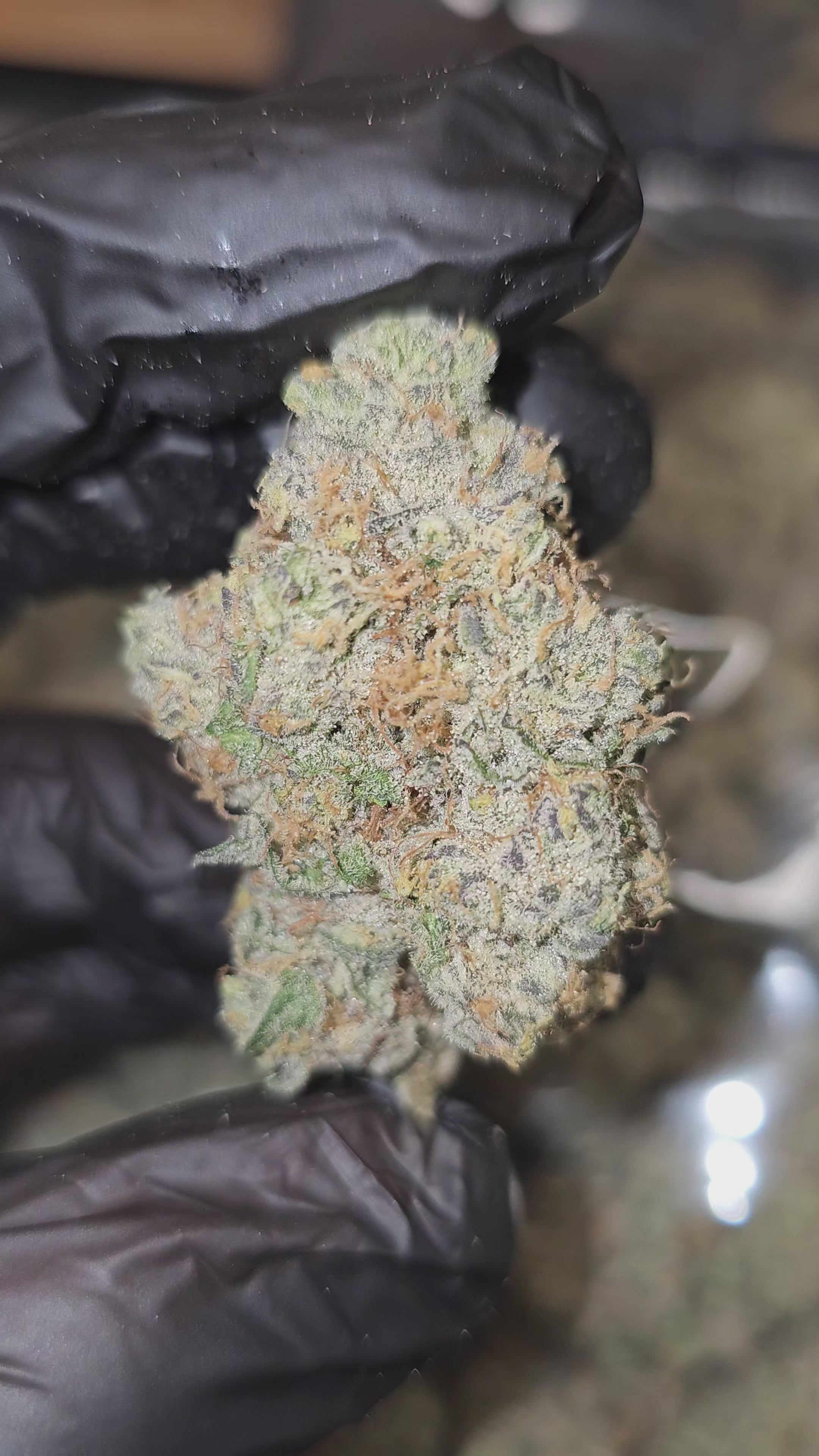 White Taffi | First Cut Exotics | Flower | 7 Grams Packs | 34%