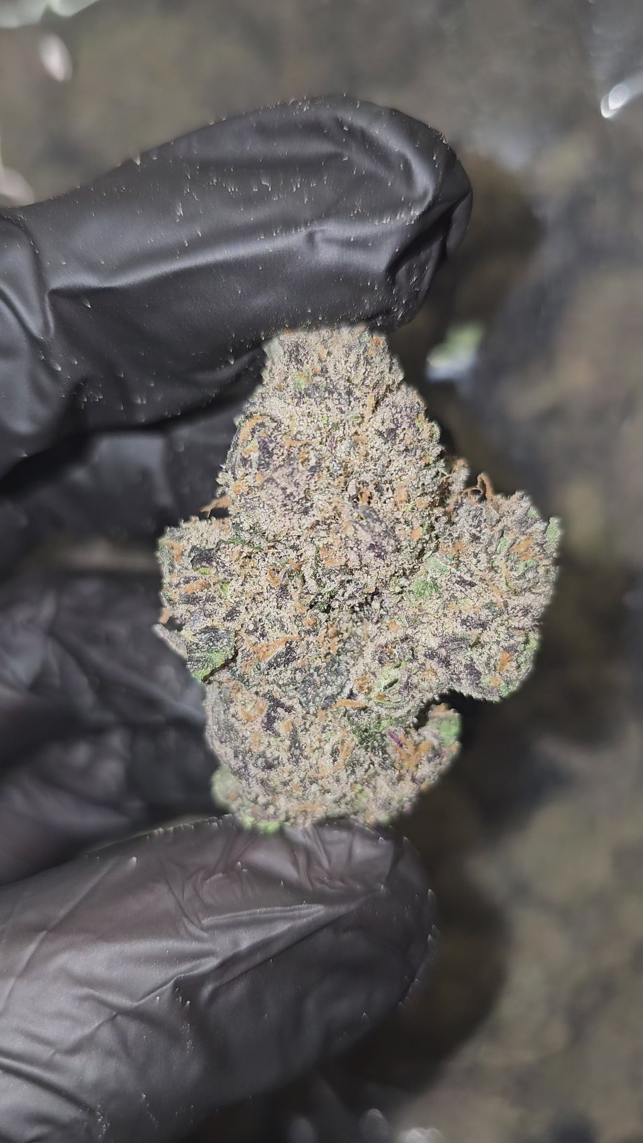 Lemon Cherry Runtz | Boutique Exotics | Flower | 14 Gram Packs | On Sale