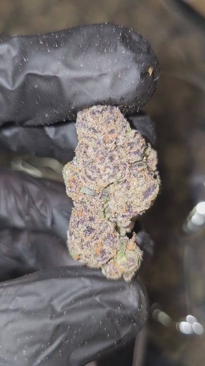 Cream Smoothie | First Cut Exotics | Flower | ON SALE