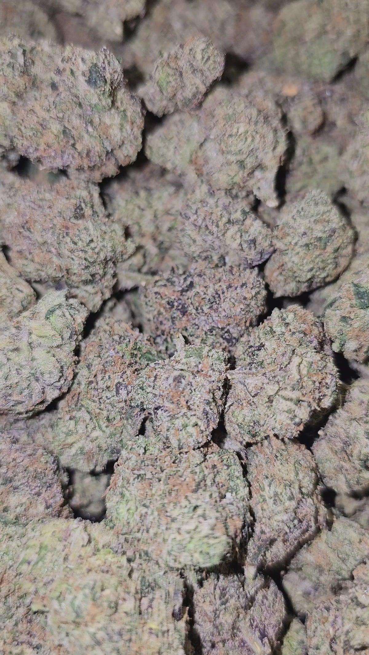 Mango Mentality | Boutique Exotics Flower | 31%