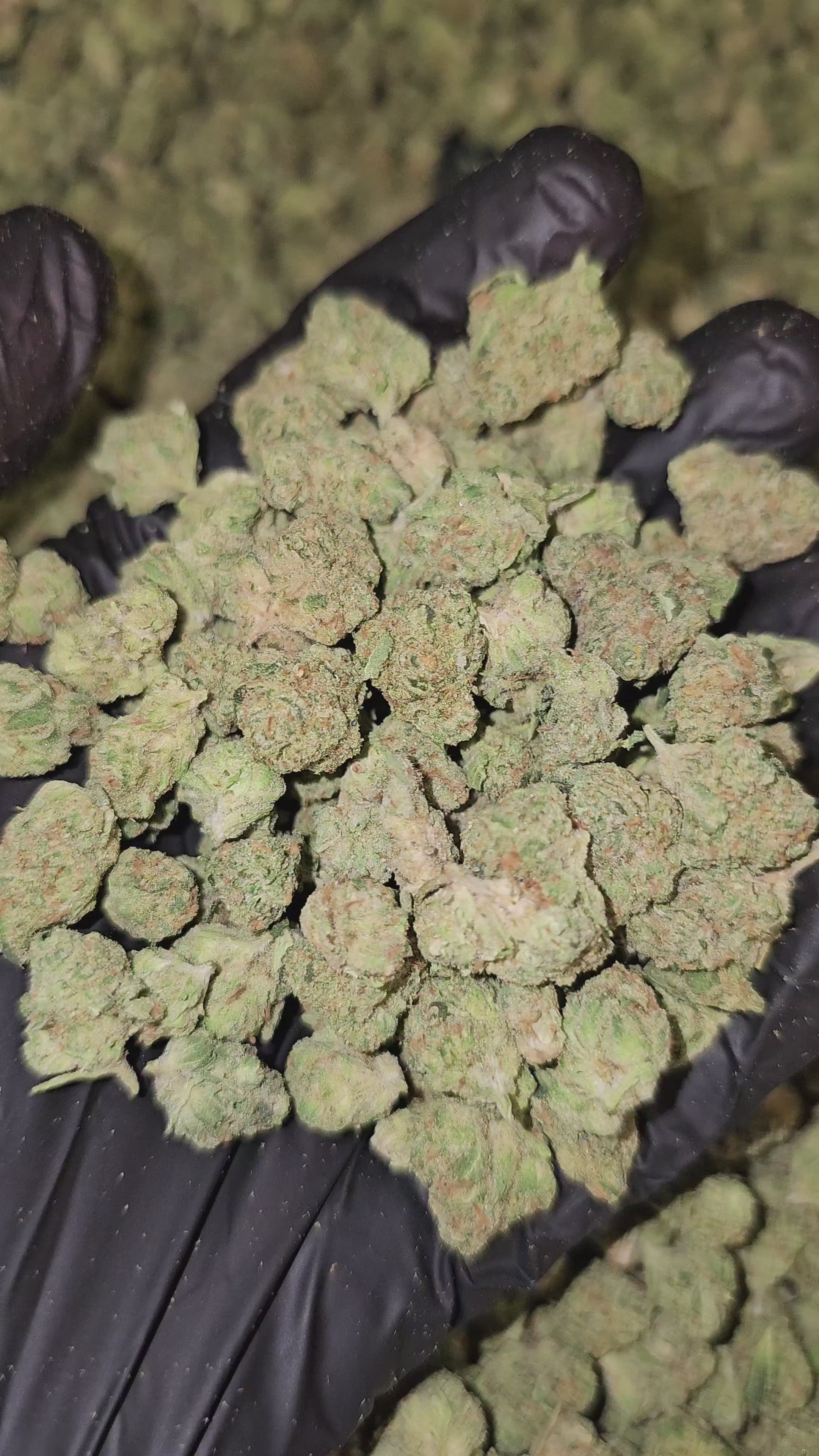 Load video: Heavy OG | Small Buds | Boutique Exotics | Flower