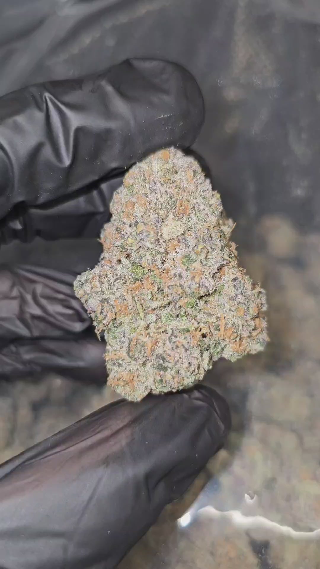 Load video: Sour Cookie Crunch | First Cut Exclusive | Flower | ON SALE