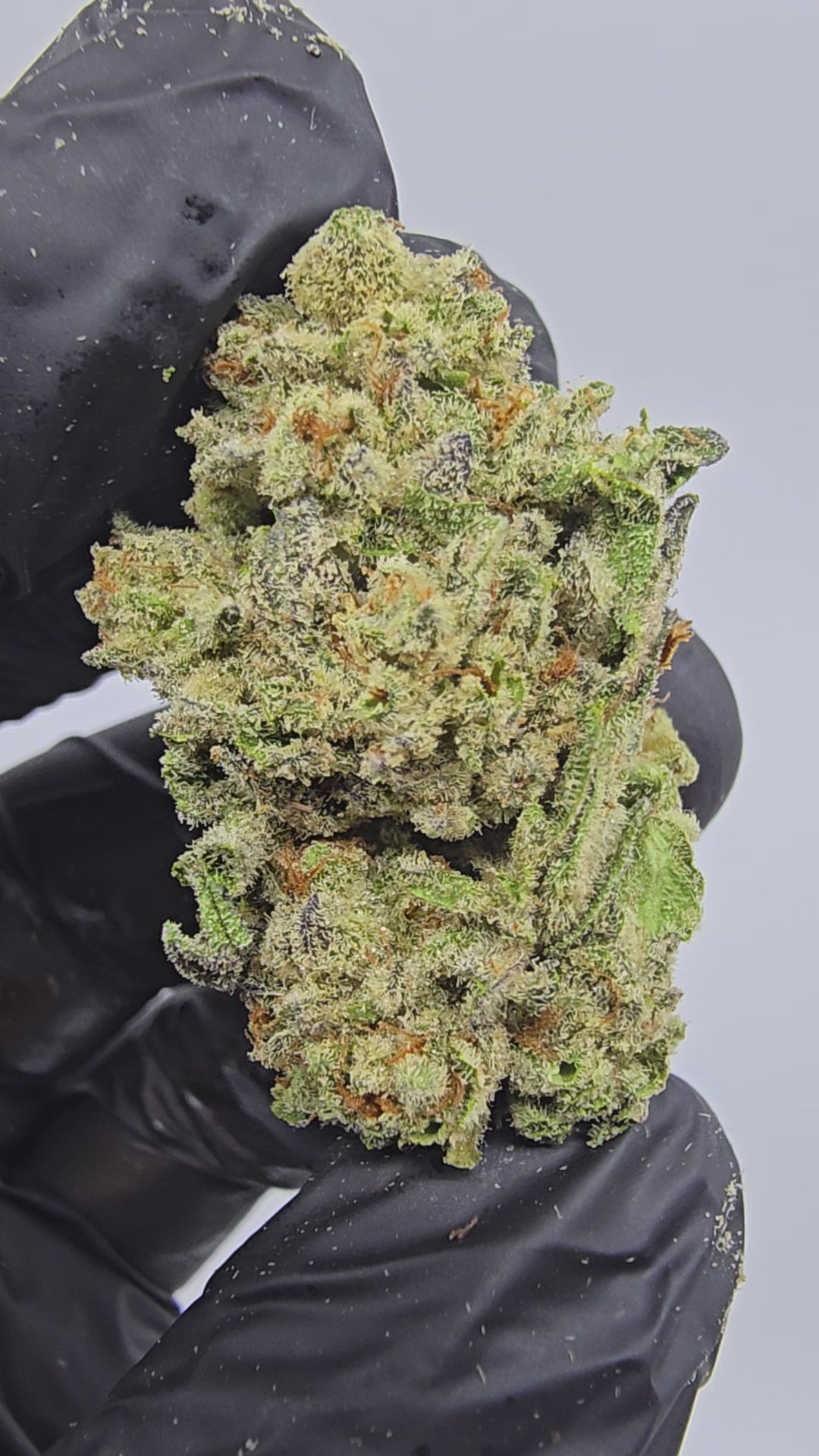 Load video: Passion Fruit | Top Tier | Flower