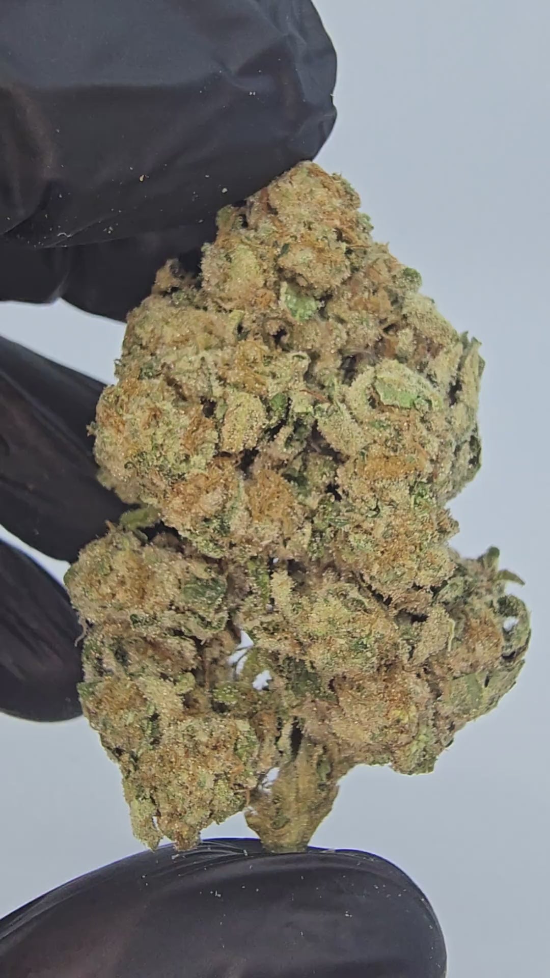 Load video: Tropical Cookies | Top Tier | Flower