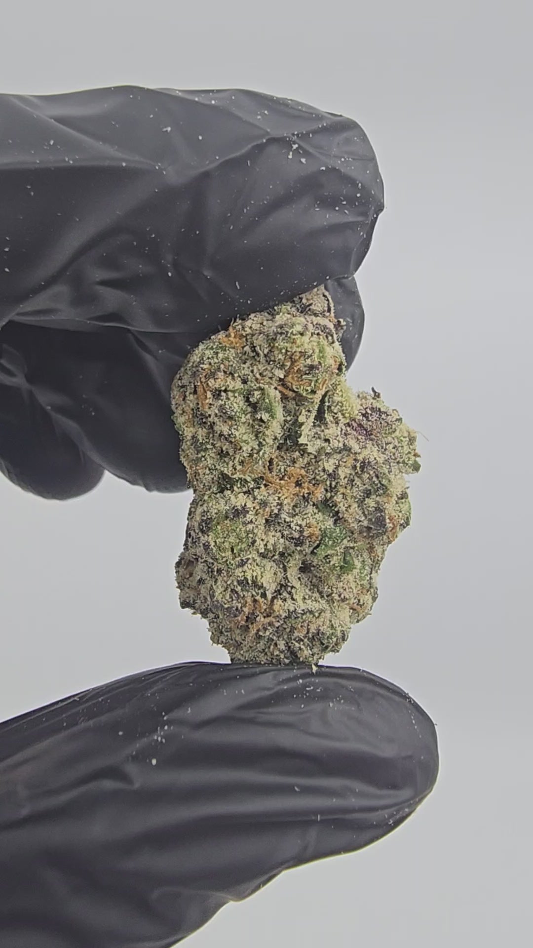 Blood Diamond | First Cut Exotics | Flower