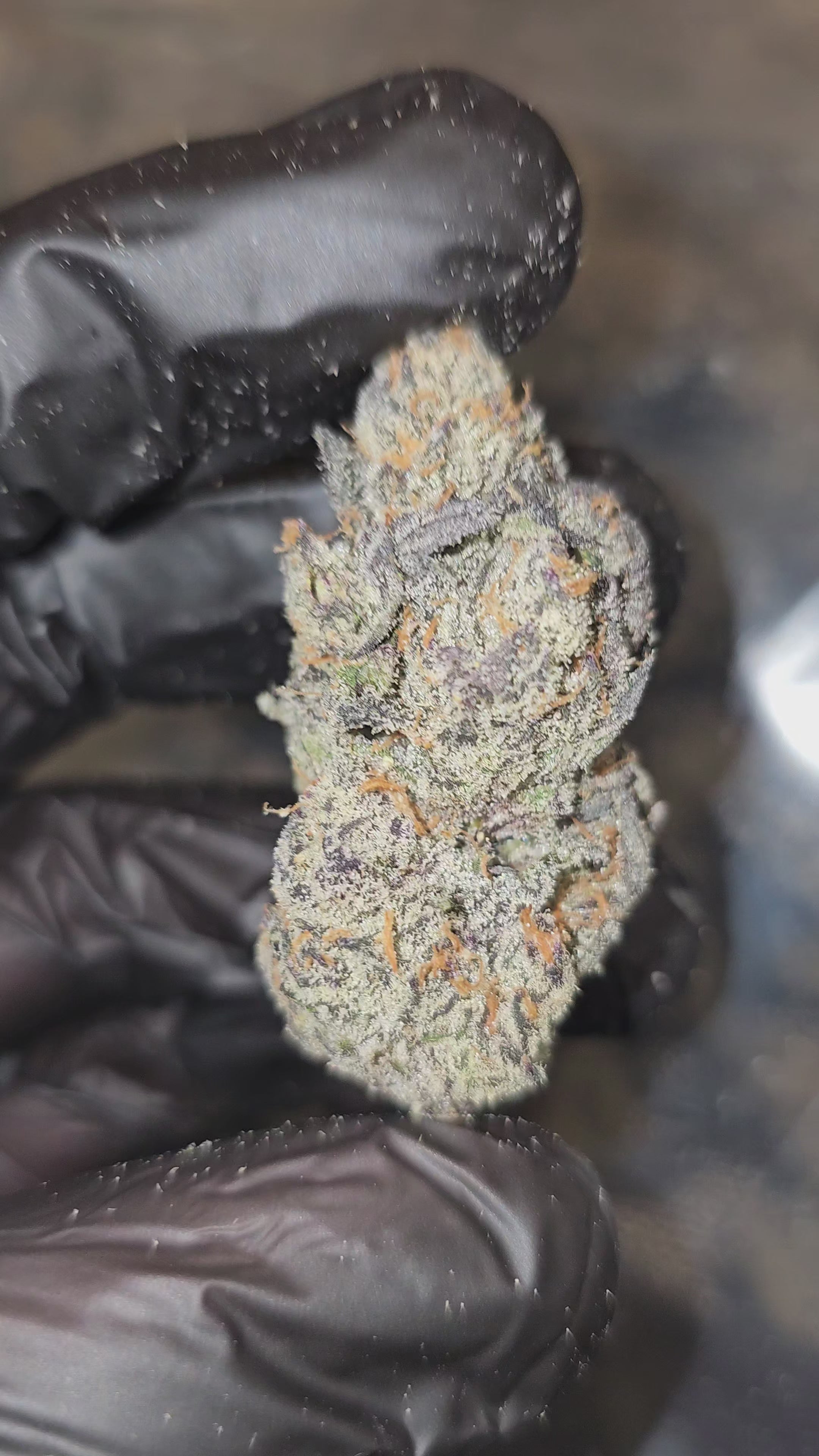 Diesel's Rainbow | First Cut Exotics | Flower