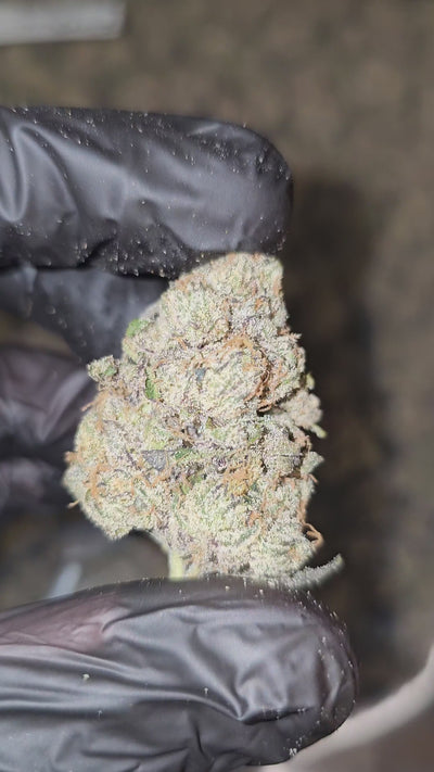 Biscotti | First Cut Exotics | Flower