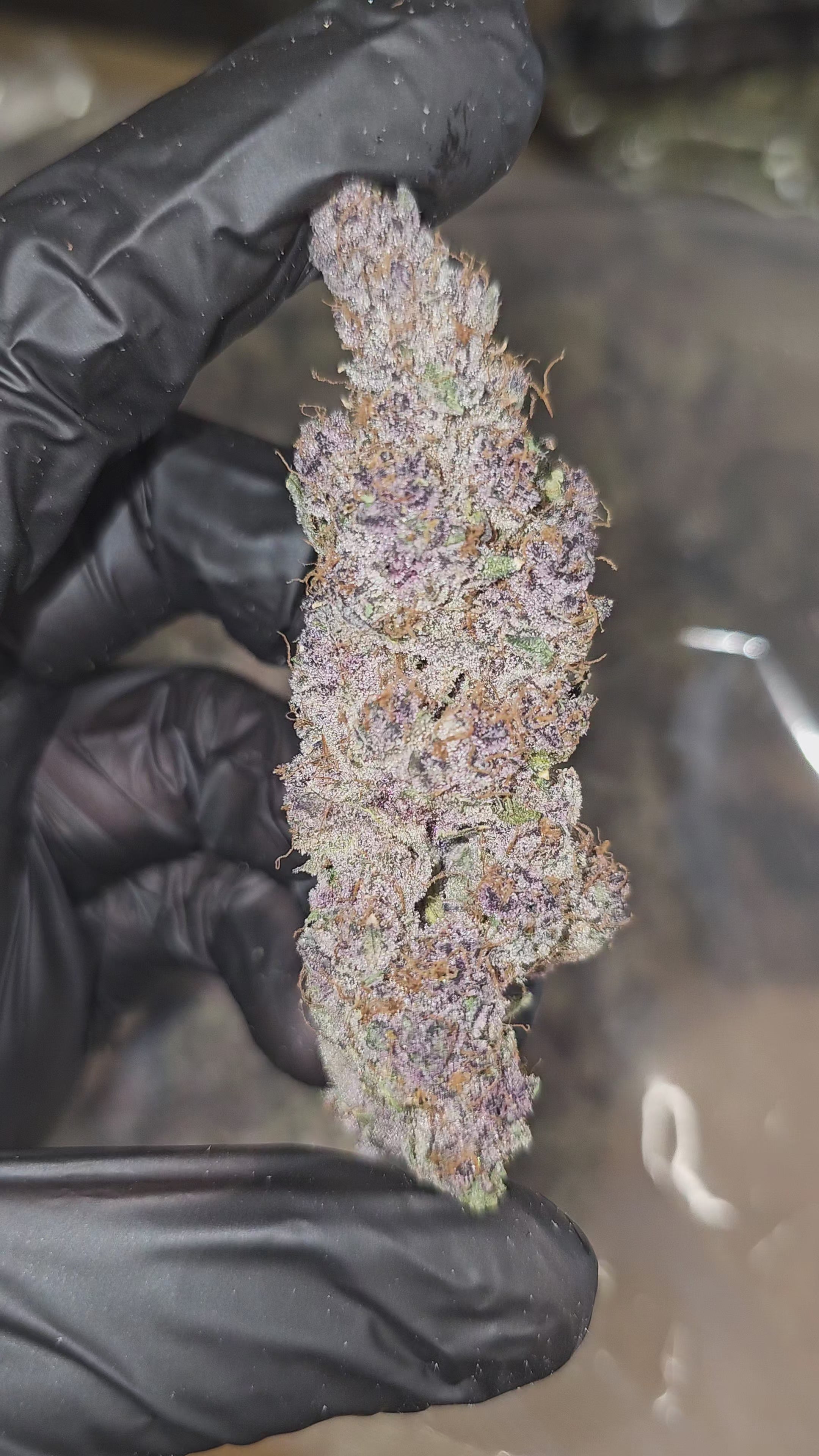 Tropicana Cherry | First Cut Exotics | Flower | ON SALE