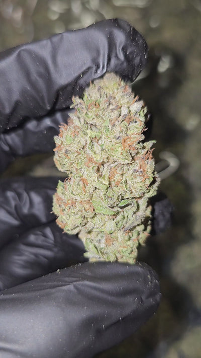 Jelly Roll | Top Shelf | Flower