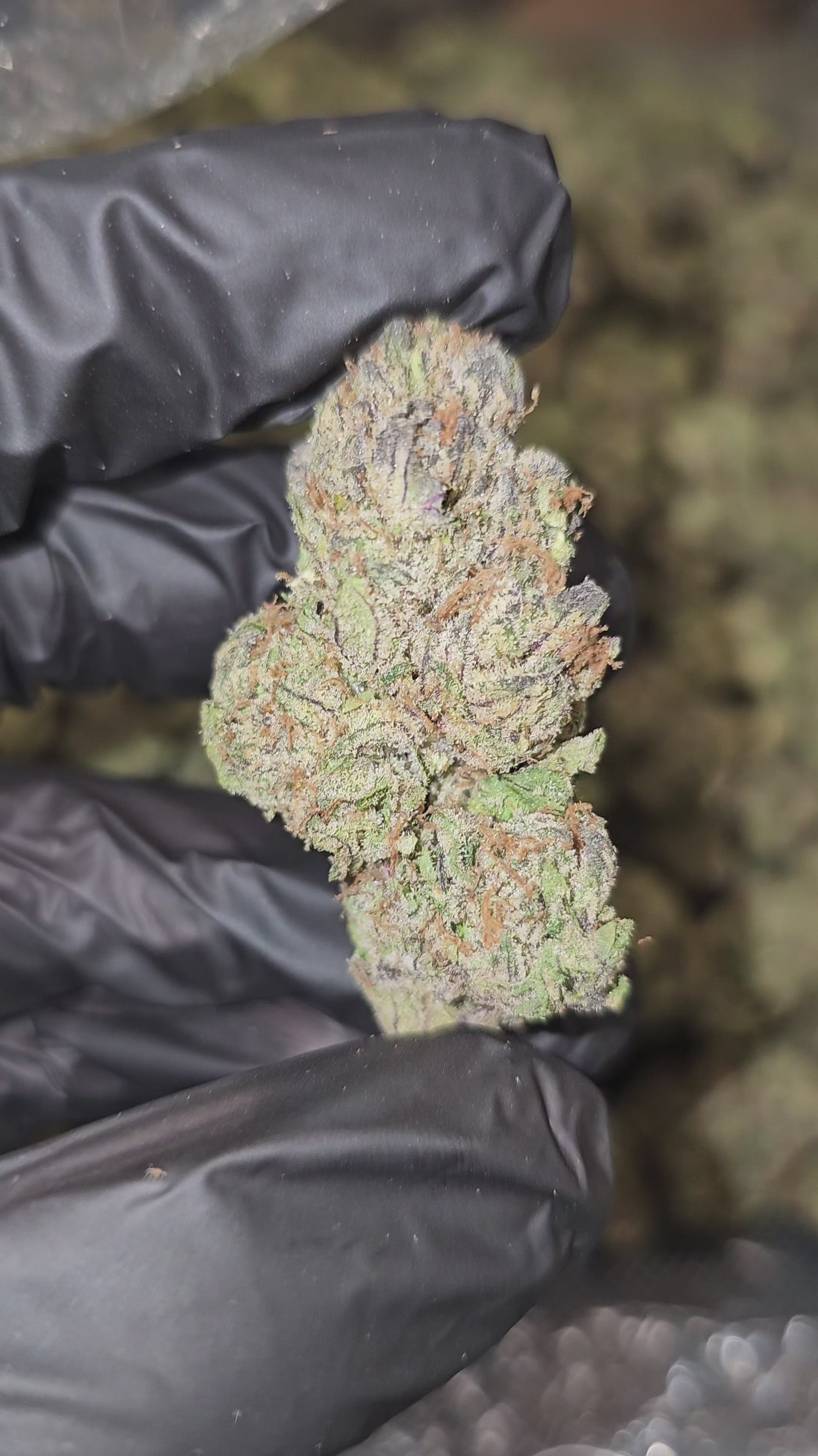 Lemon Cherry Garcia | Top Shelf | Flower