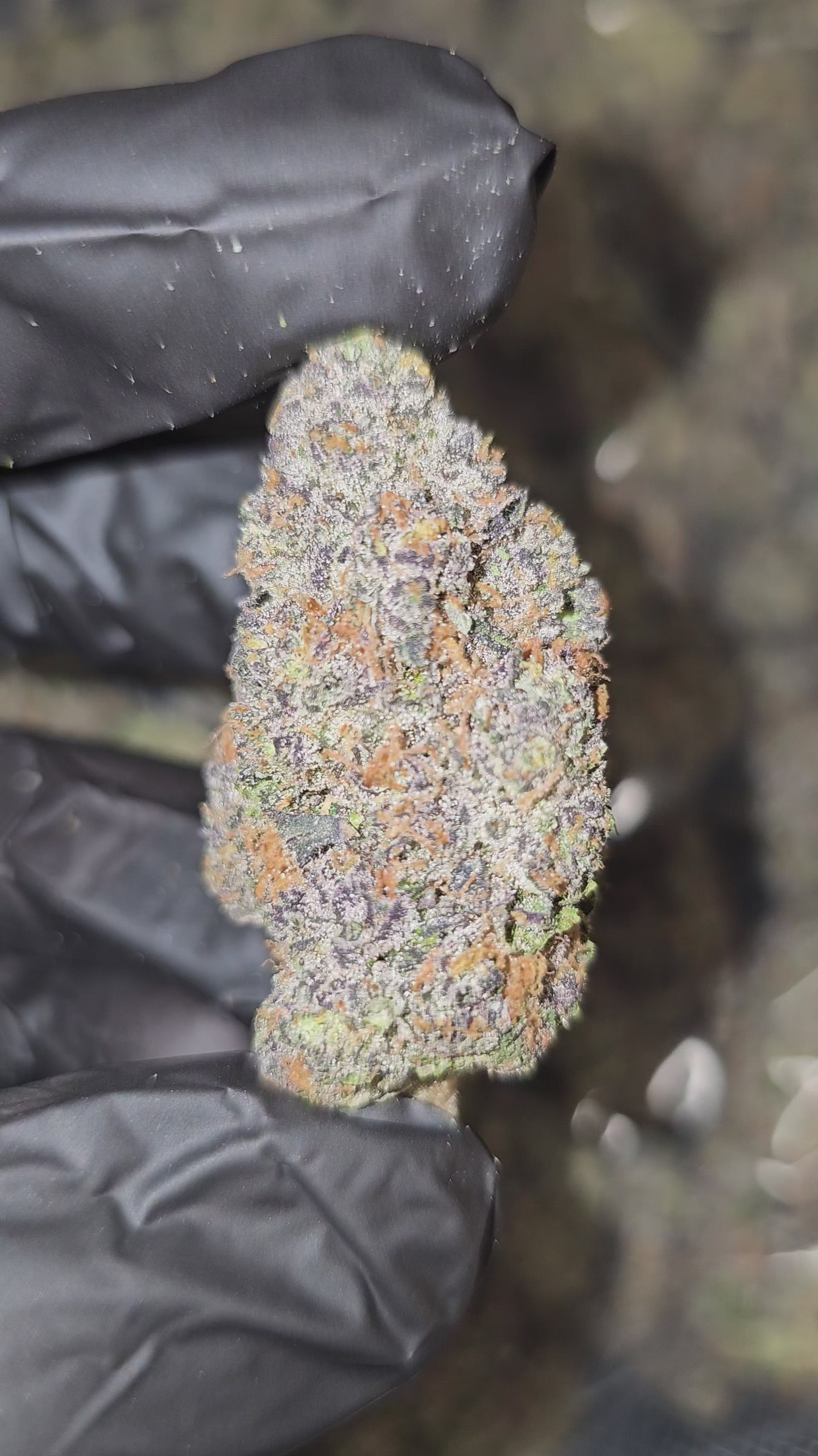 Load video: CandyLand | Boutique Exotics | 32% | Flower