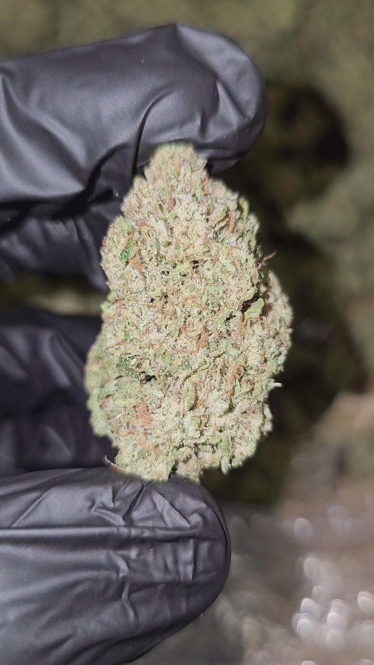 Lemon Cake | Top Shelf Flower