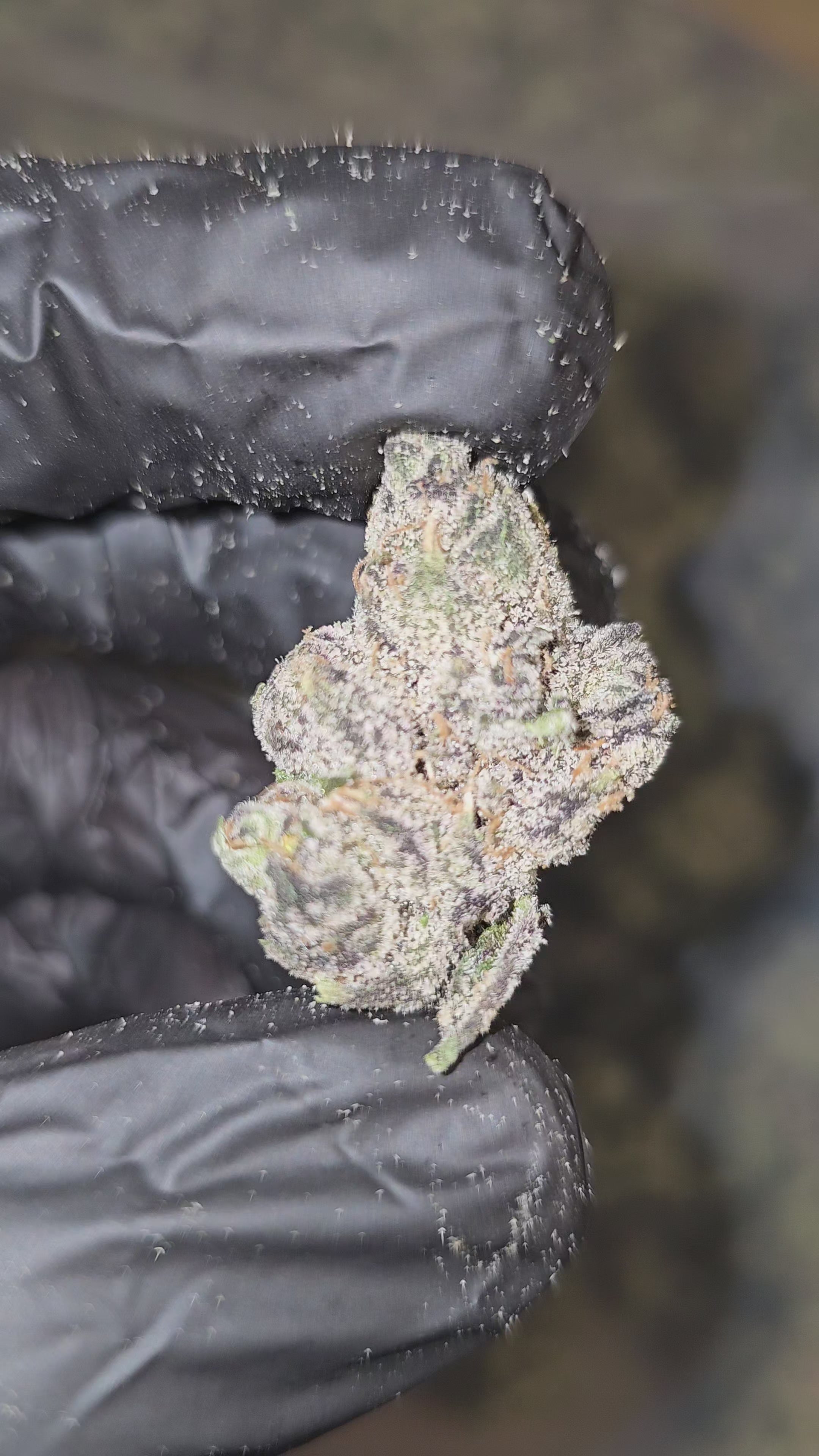 Diesel's Runtz | First Cut Exotics | 33% | Flower