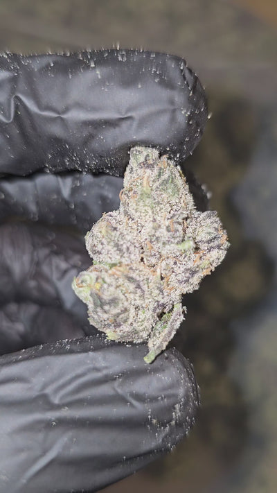 Diesel's Runtz | First Cut Exotics | 33% | Flower