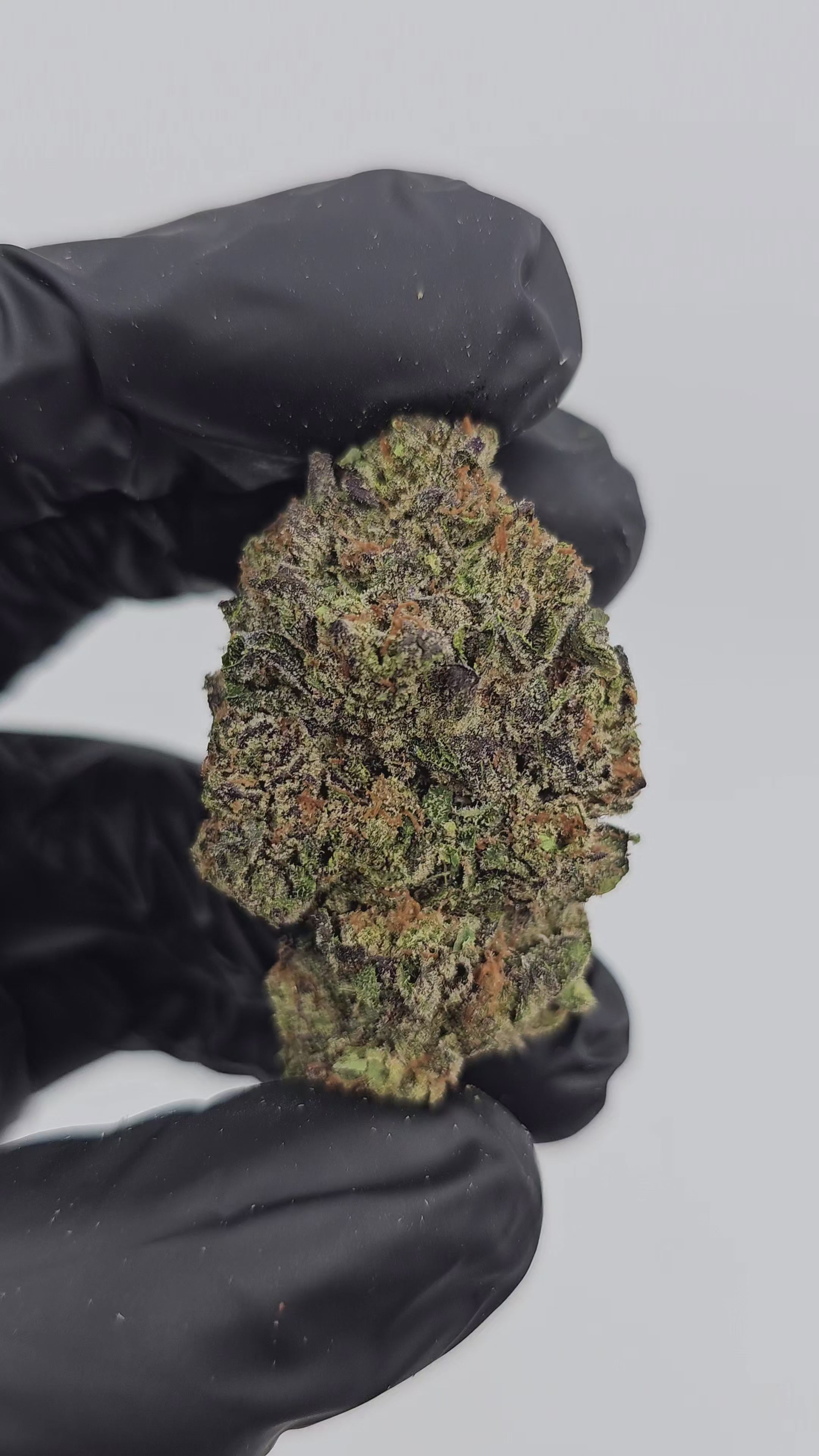 Supreme Gelato | Boutique Exotics Flower | On Sale