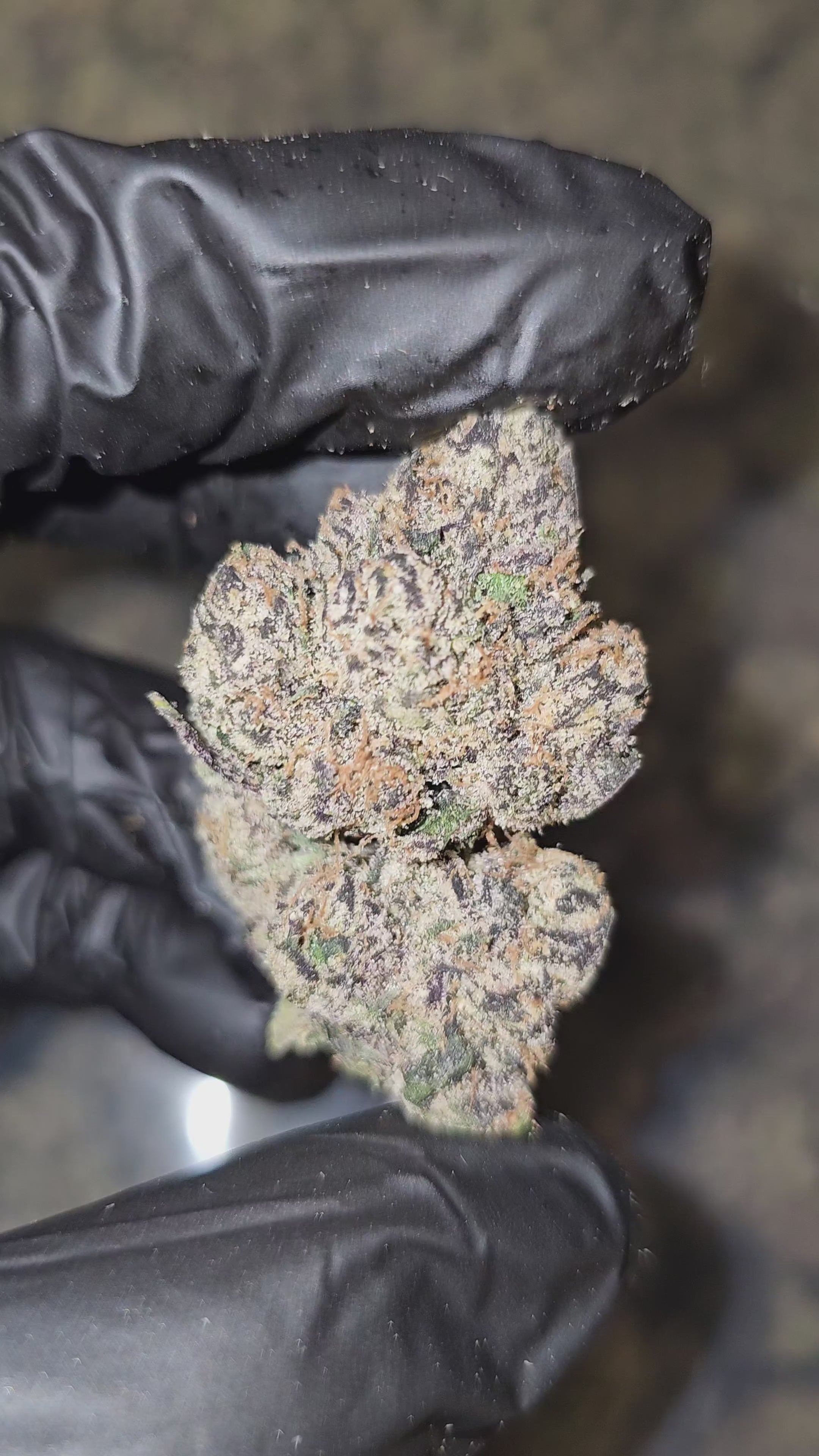 Load video: Larry Bird | First Cut Exotics | Flower