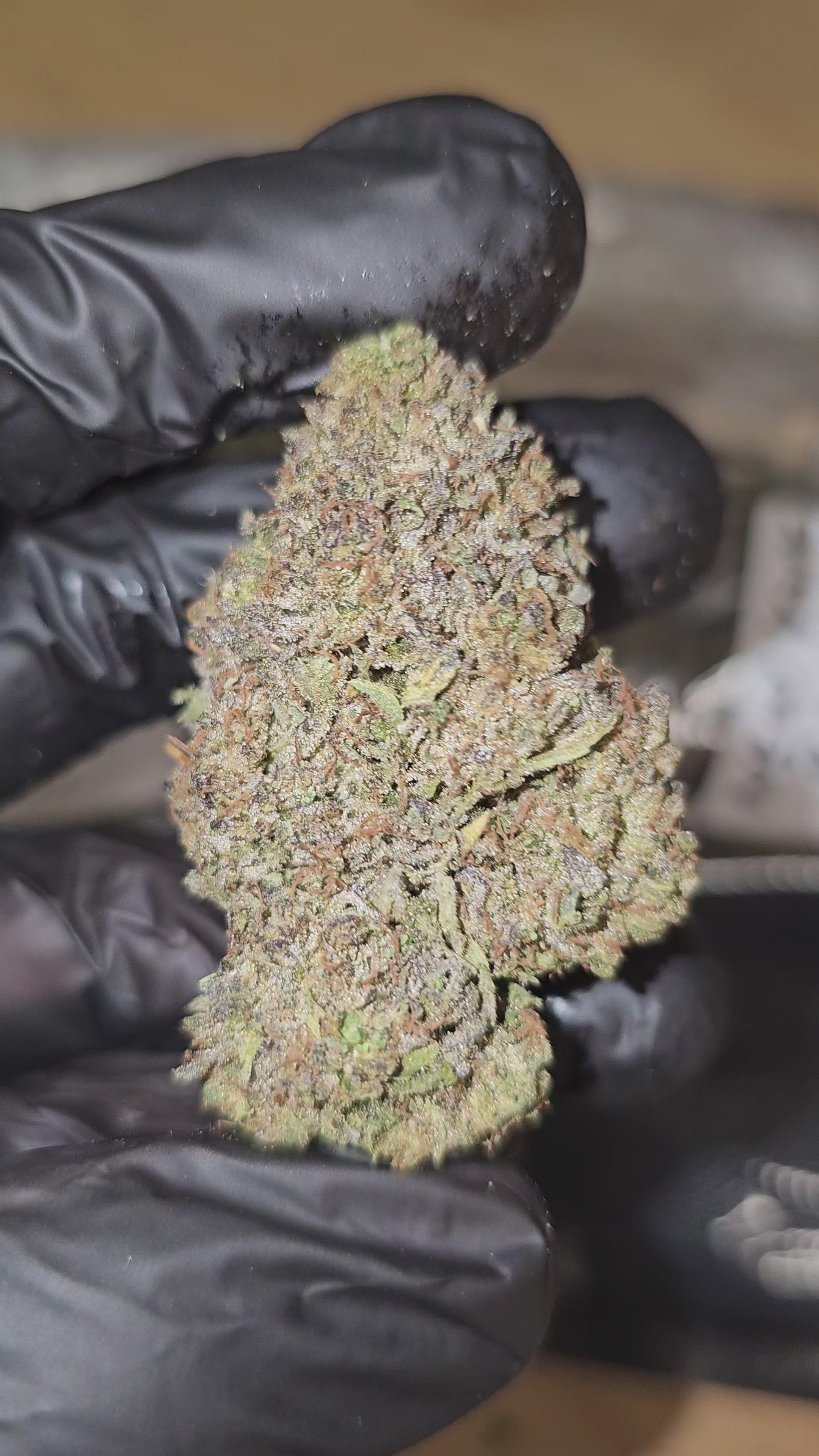 Load video: New York Ripple | Top Shelf | Flower