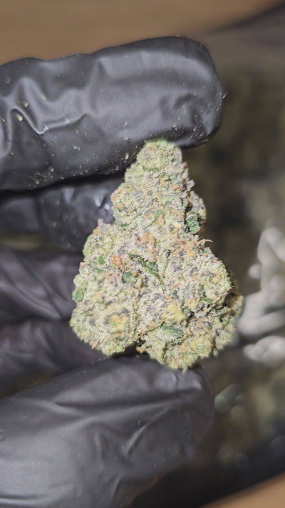 Super Sour Sherb | First Cut Exotics | Flower
