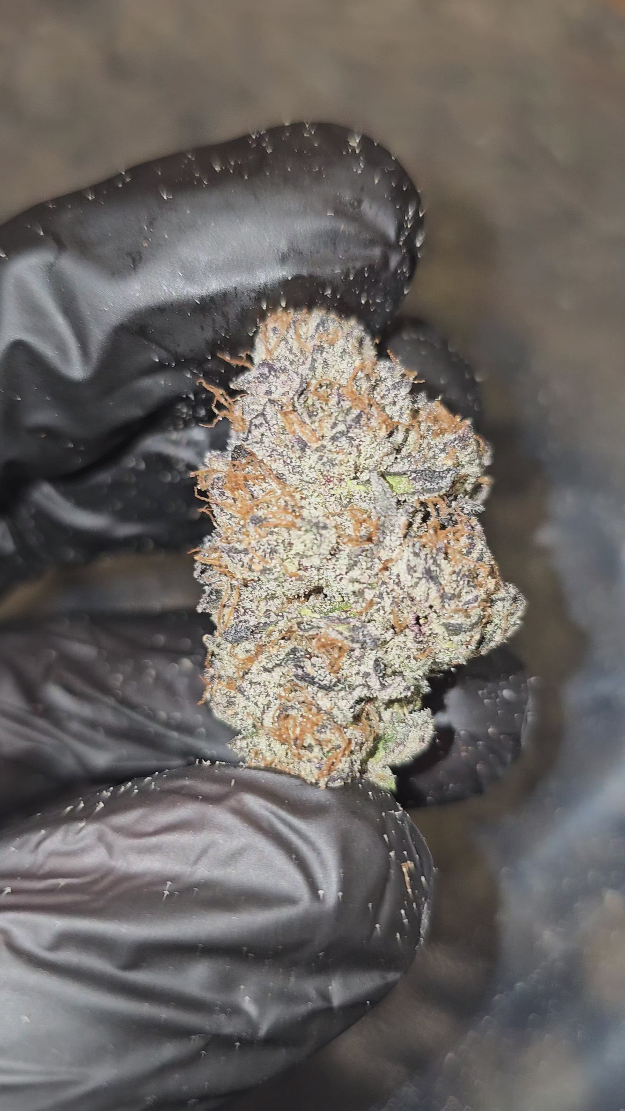 Load video: Ice Cream Runtz | First Cut Exotics | Flower | ON SALE