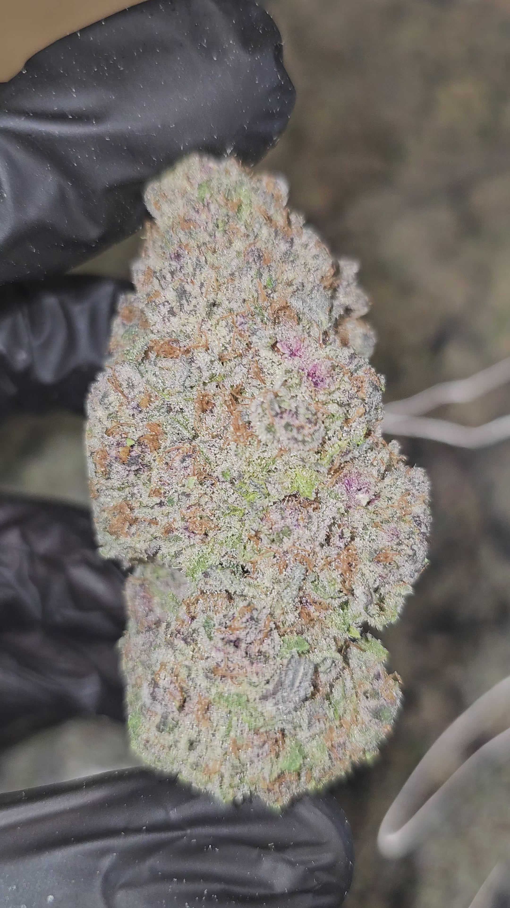 Load video: SubZero | First Cut Exotics | Flower