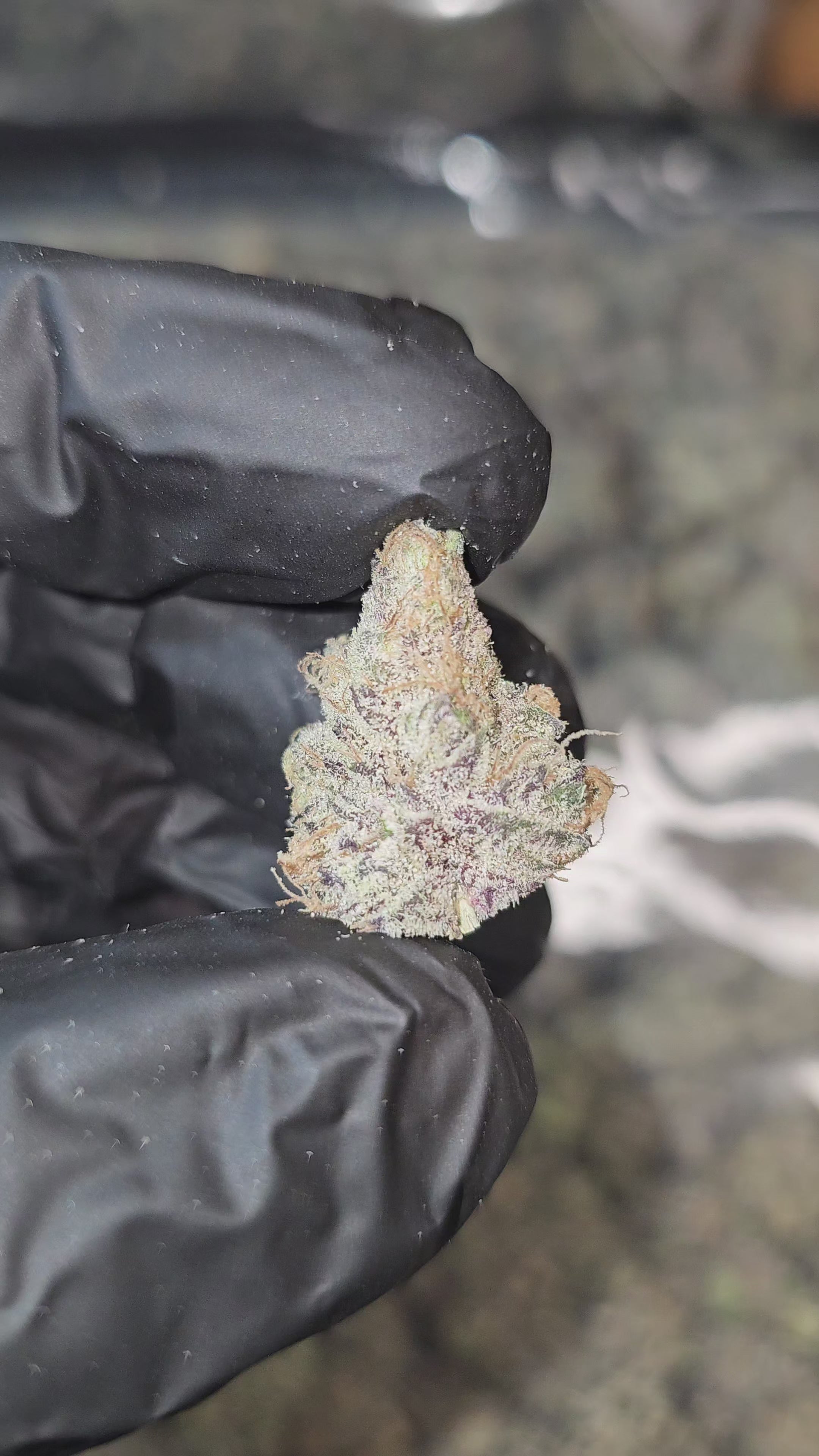Dante Inferno | "Medium Buds" | First Cut Exotics | Flower | ON SALE