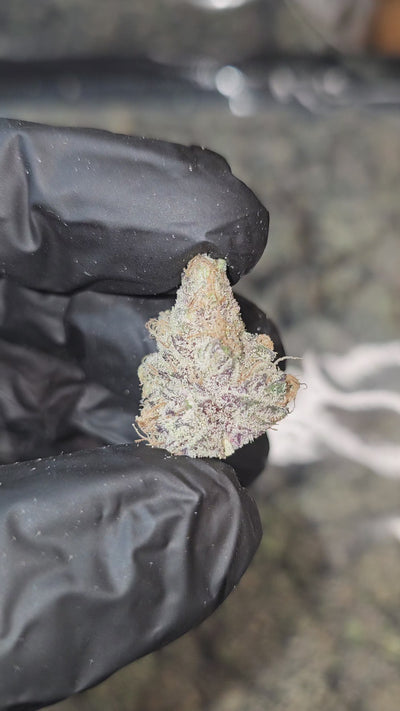 Dante Inferno | "Medium Buds" | First Cut Exotics | Flower | ON SALE