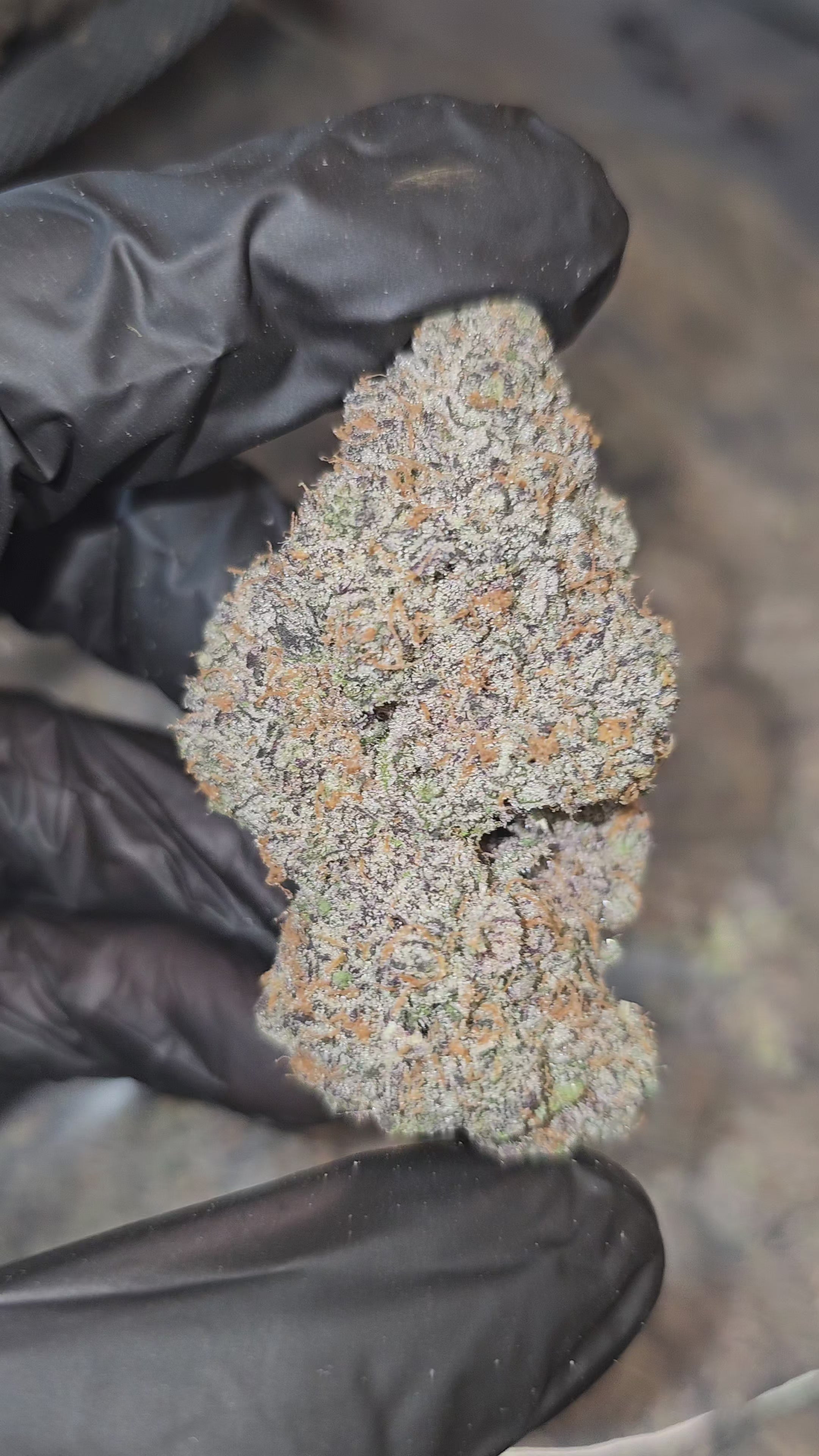 King's Cake | First Cut Exotics | Flower