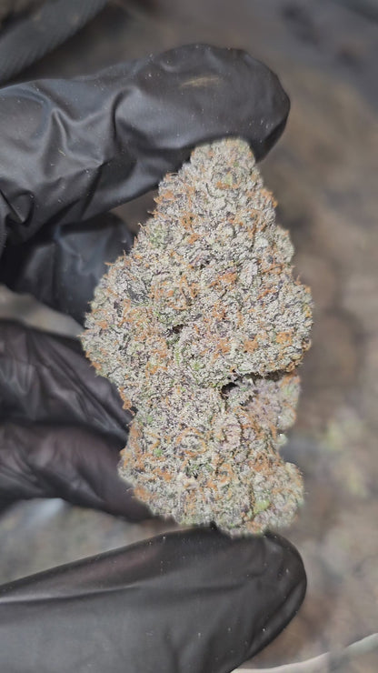 King's Cake | First Cut Exotics | Flower