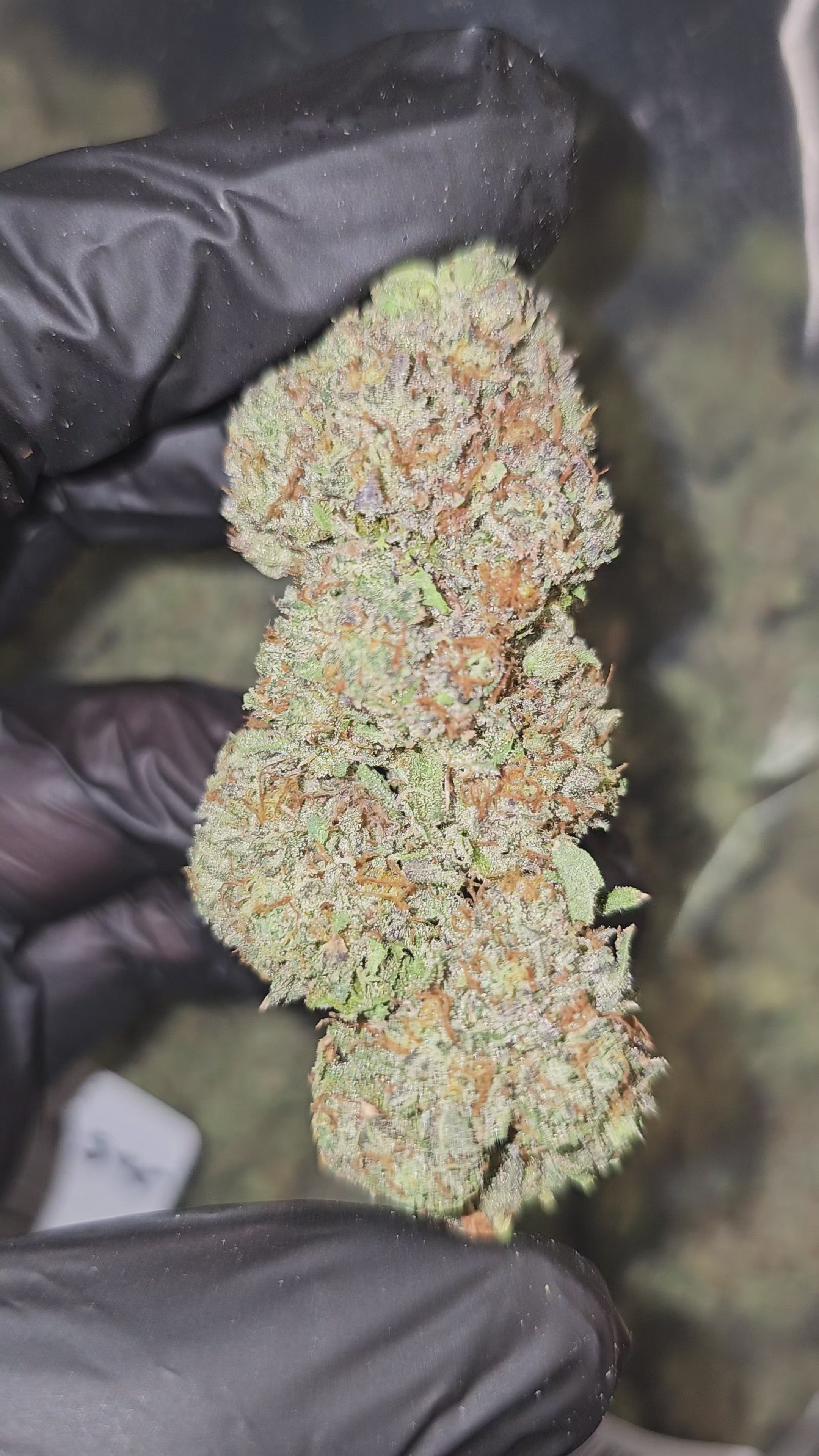 Sherbanger #2 | Top Shelf | Flower