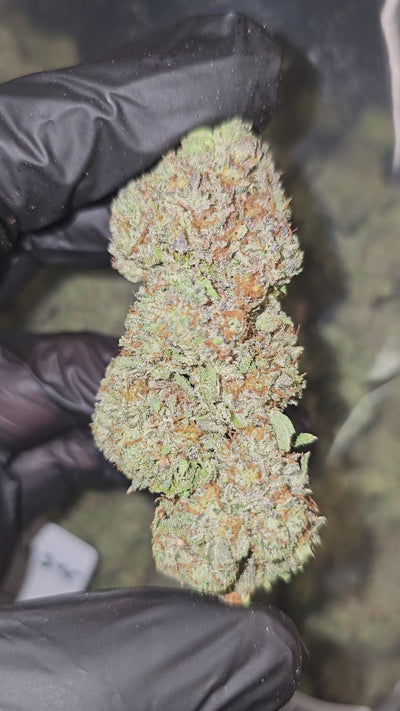 Sherbanger #2 | Top Shelf | Flower