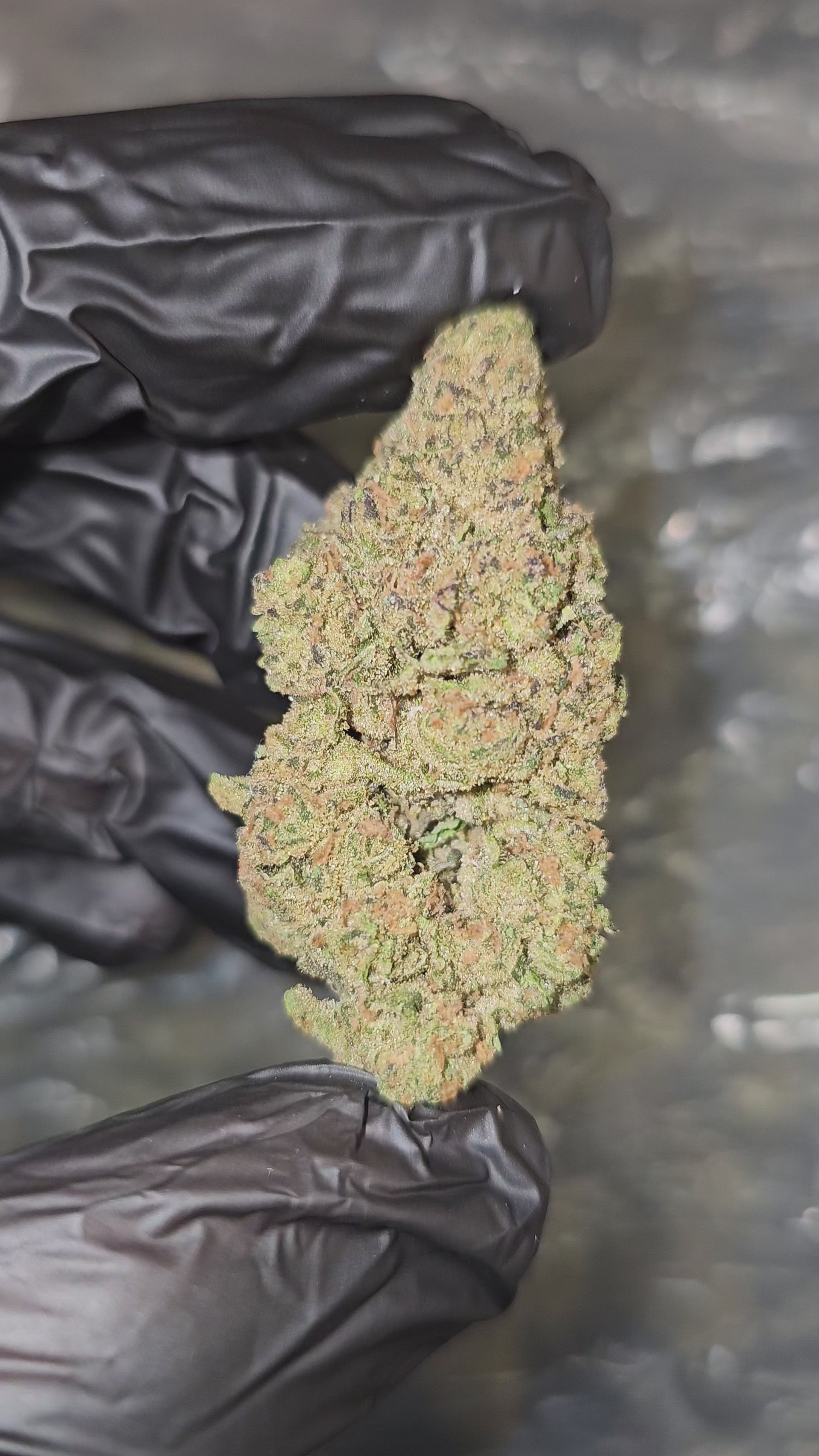 Load video: Crush Mintz | Top Shelf | Flower