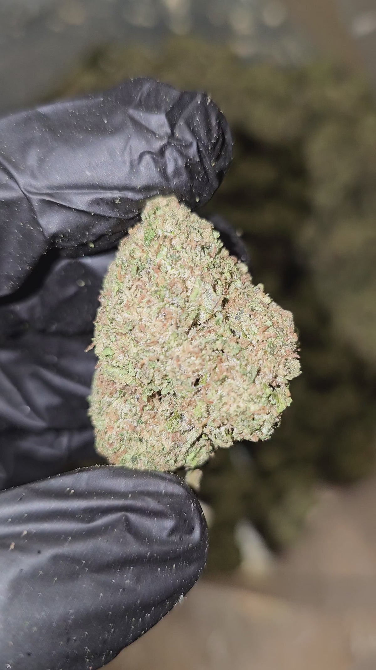 Load video: Blue Dream | Top Shelf Flower | 31% On Sale