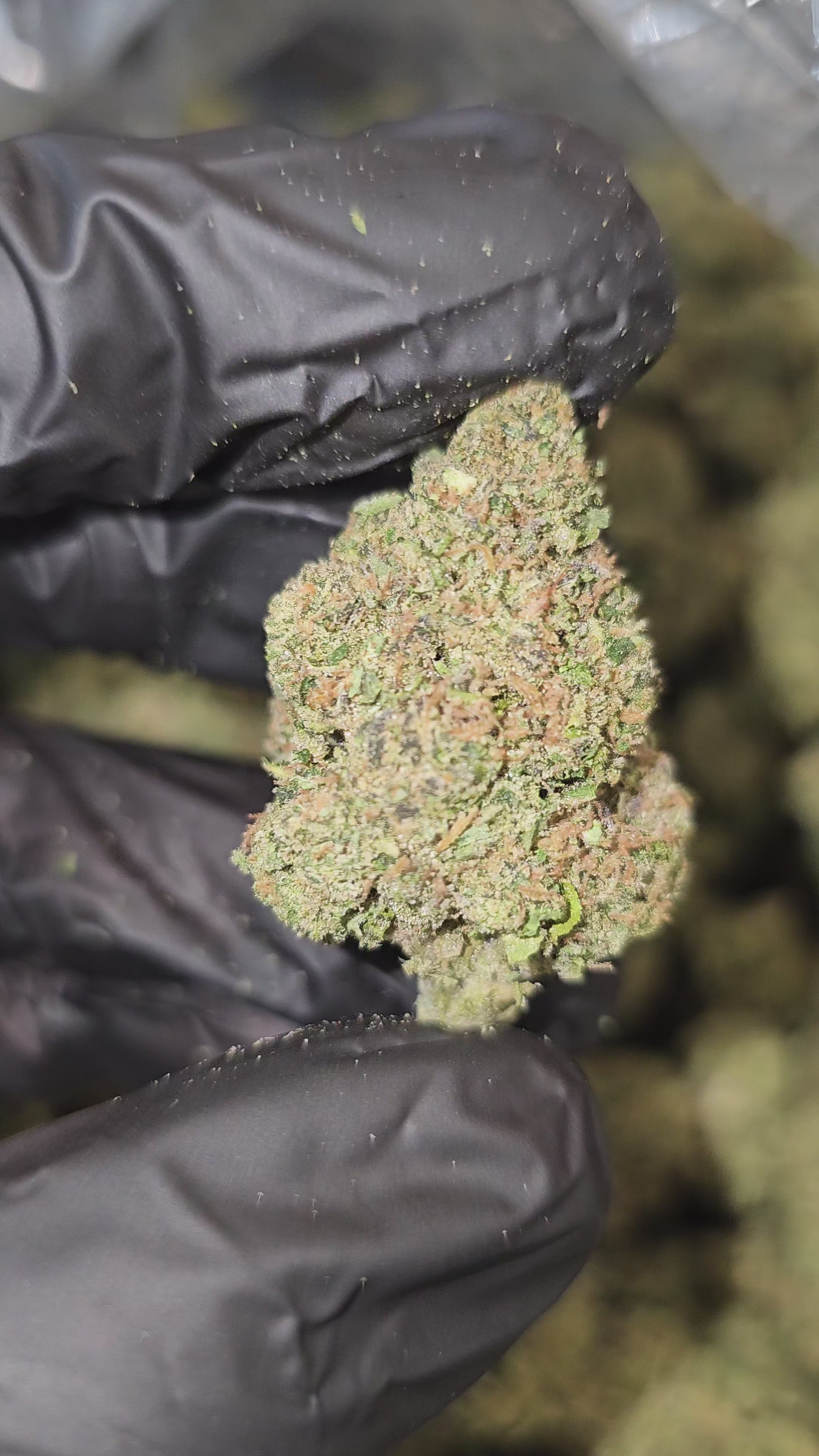 Load video: Larry OG | Top Shelf | Flower | ON SALE
