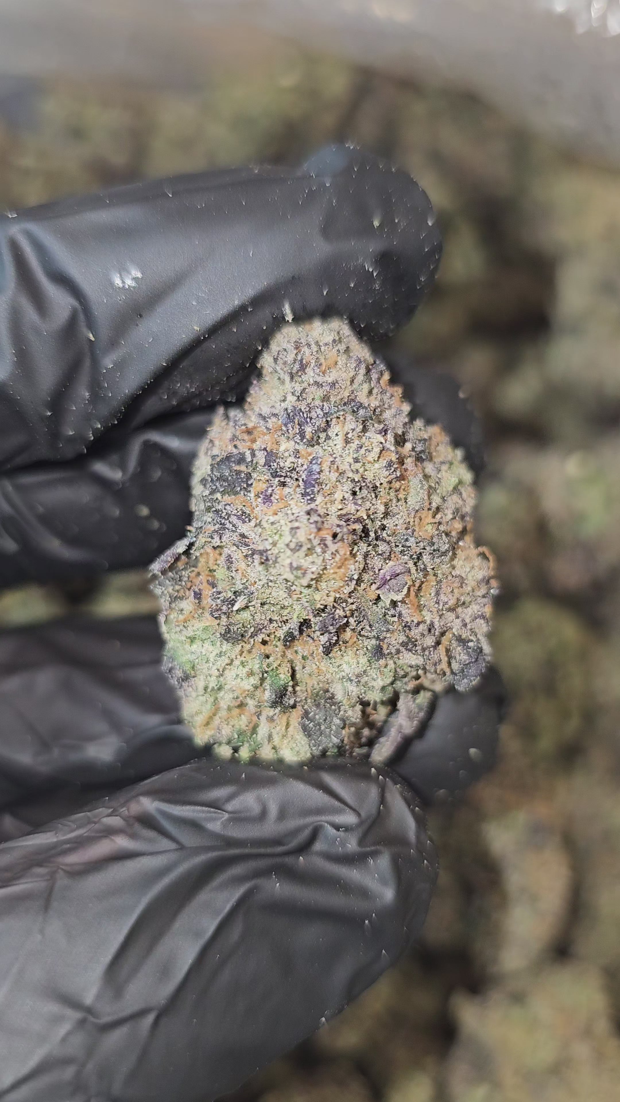 Crystal Gelato | Boutique Tier | Flower | 36%