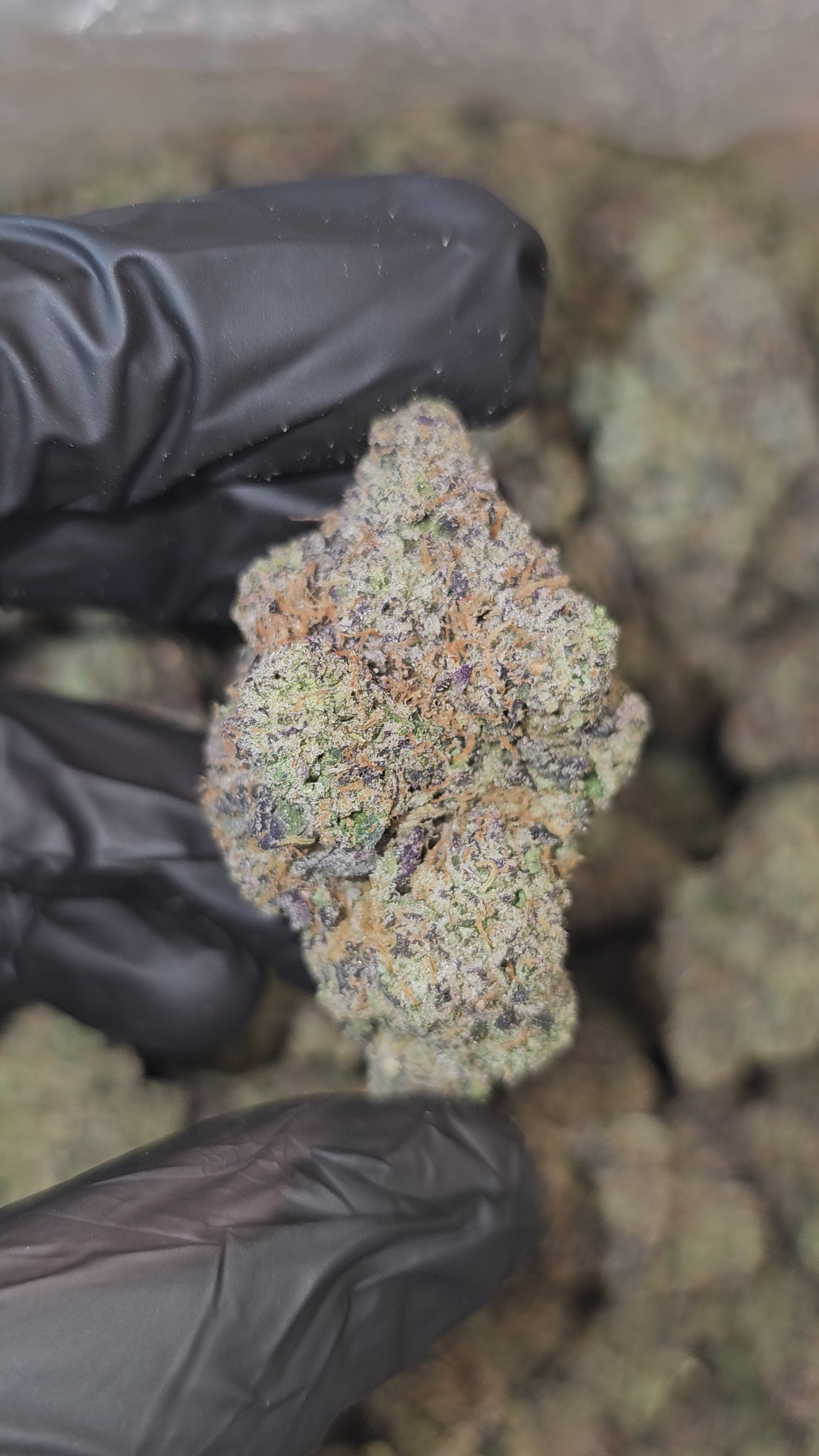 Load video: Crystal Gelato | Boutique Tier | Flower | 36%