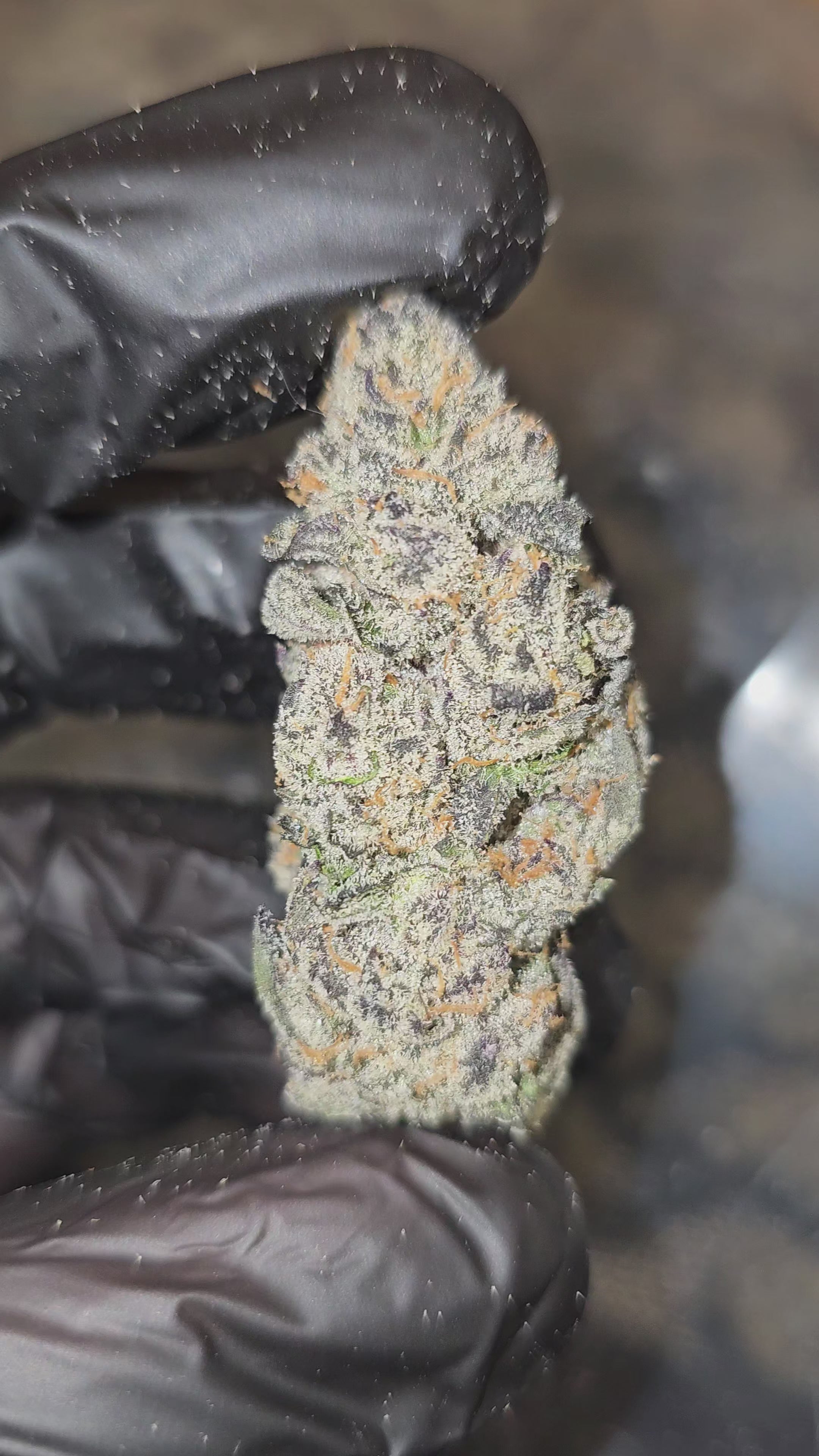 Diesel's Rainbow | First Cut Exotics | Flower