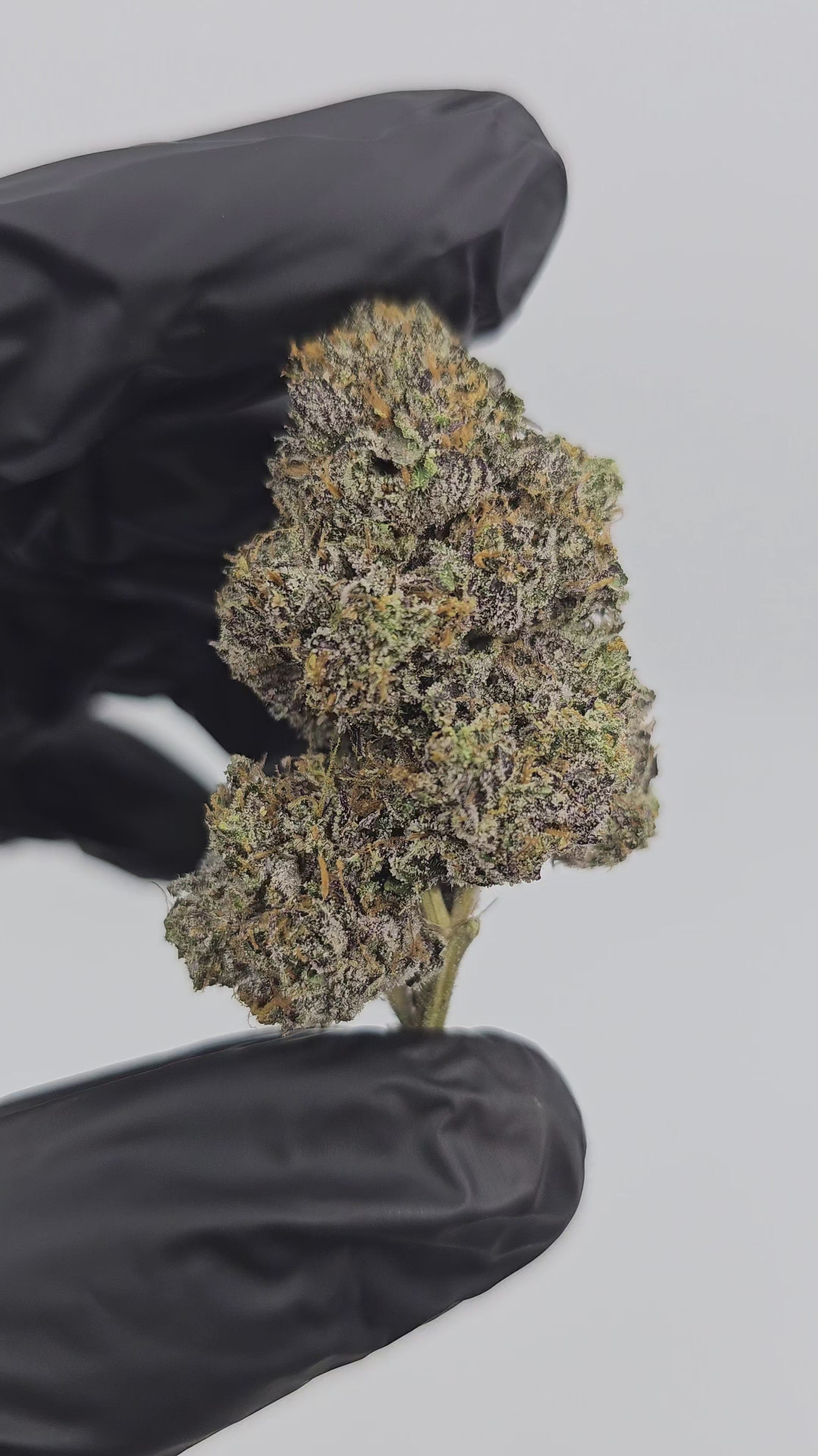 Load video: Frog Berry | First Cut Exotics | Flower | 33.20%