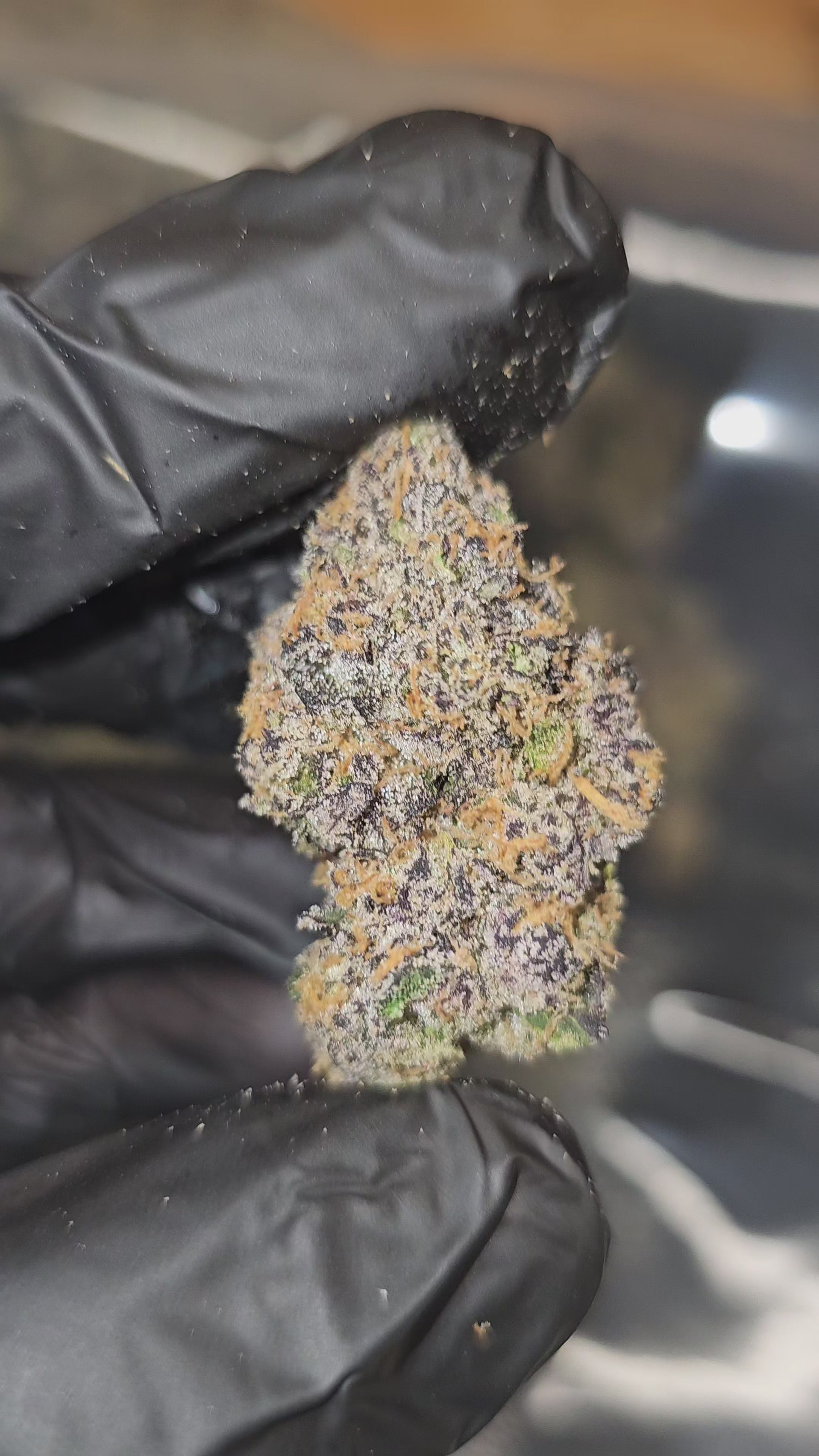 Blue Sharpiez | First Cut Exclusive | Flower