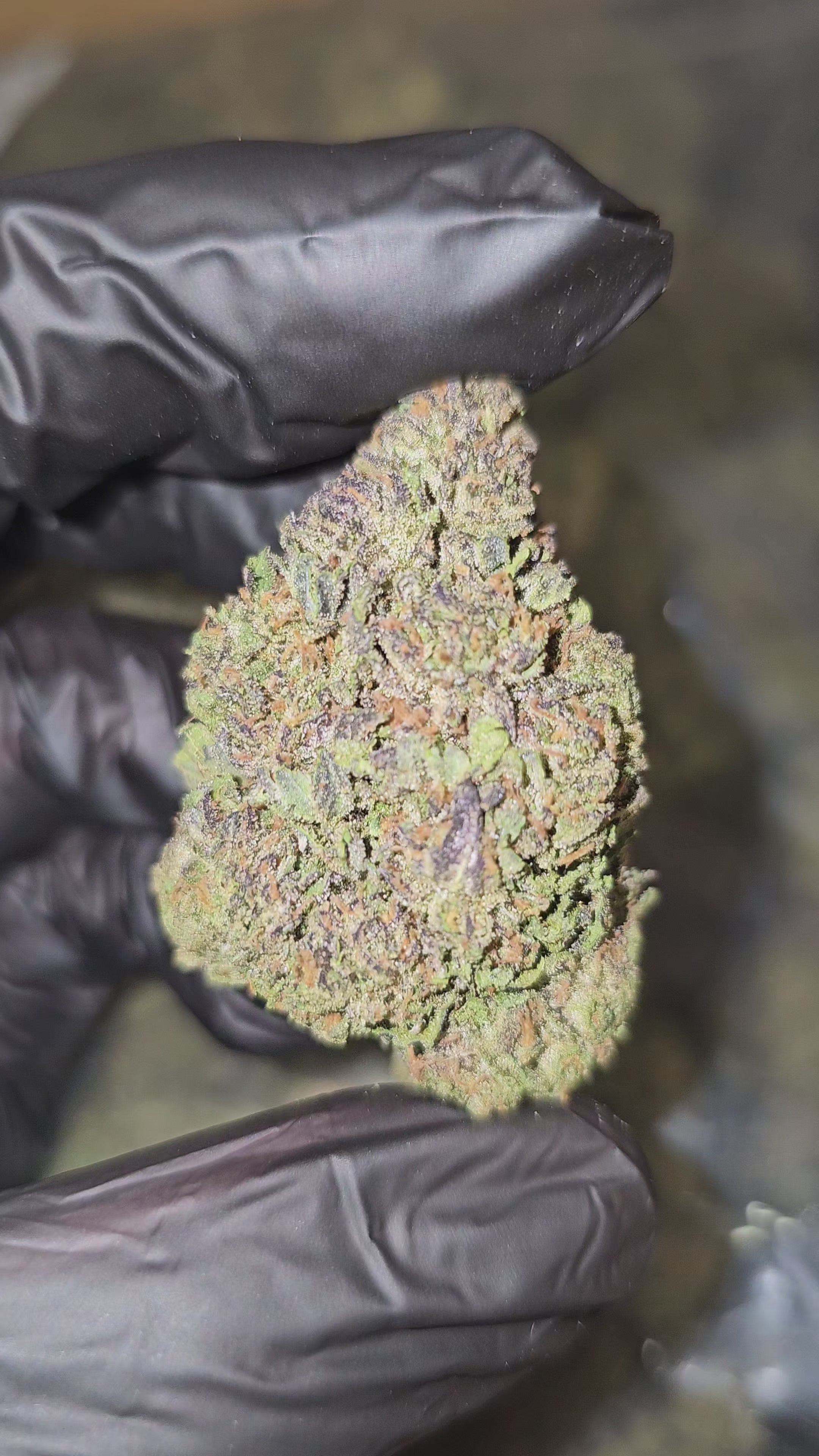 Load video: Gelato 33 | Top Shelf | Flower | ON SALE