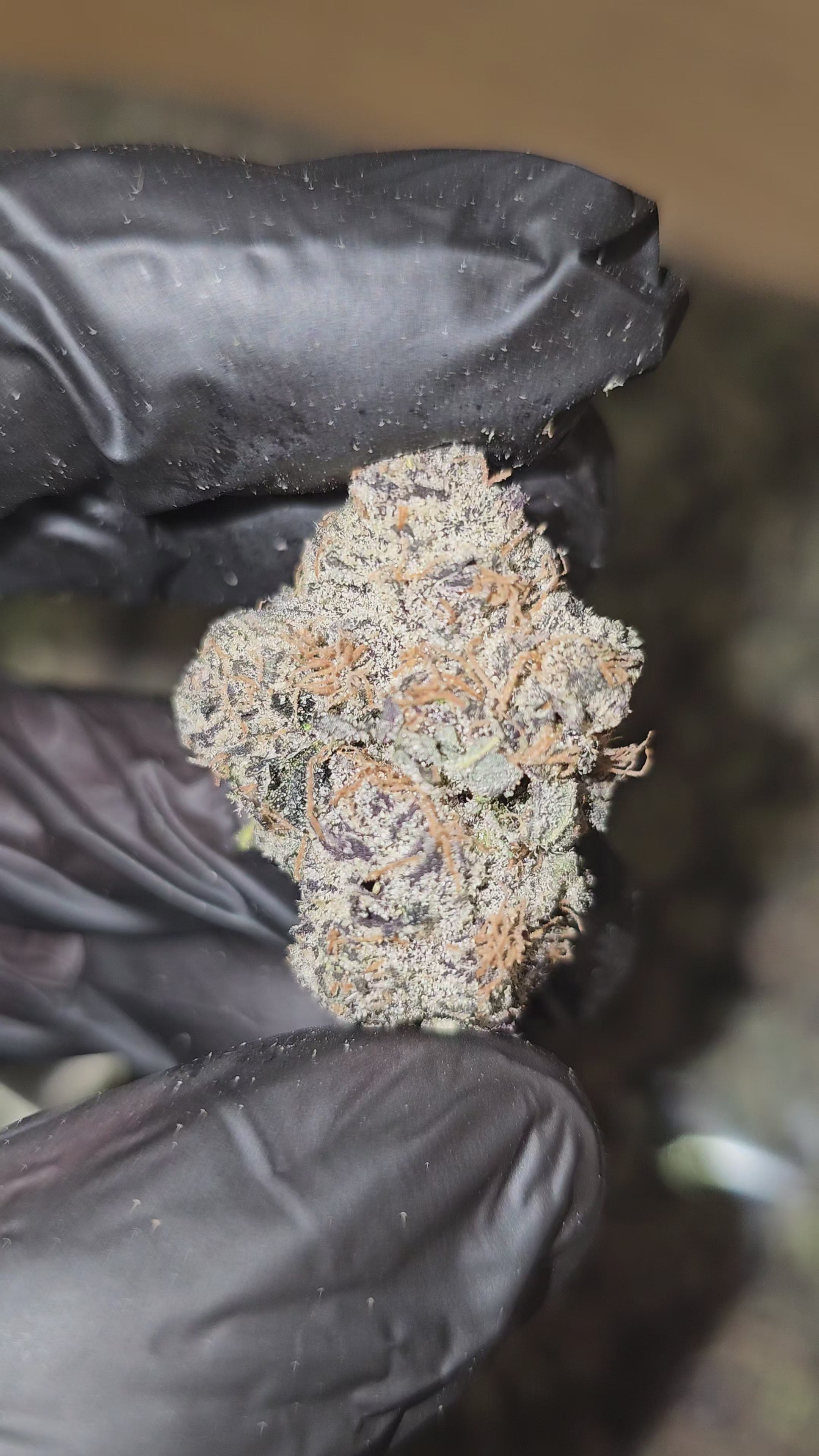 Load video: Peanut Butter Acai | Boutique Exotics | Flower | ON SALE