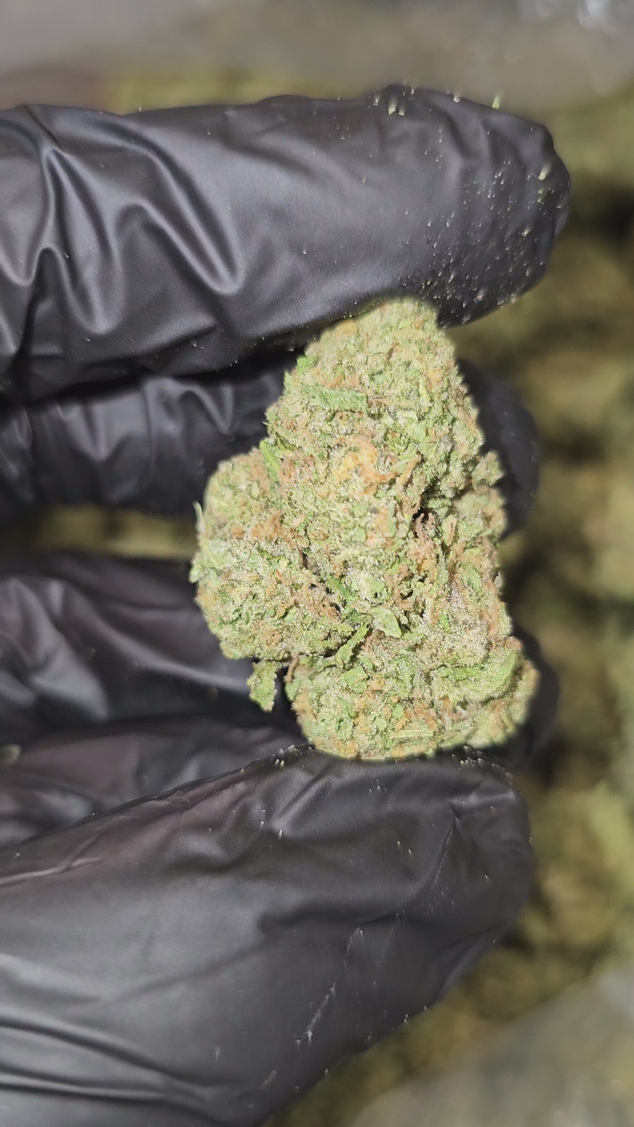 Strawberry Cough | Top Shelf | Flower | ON SALE