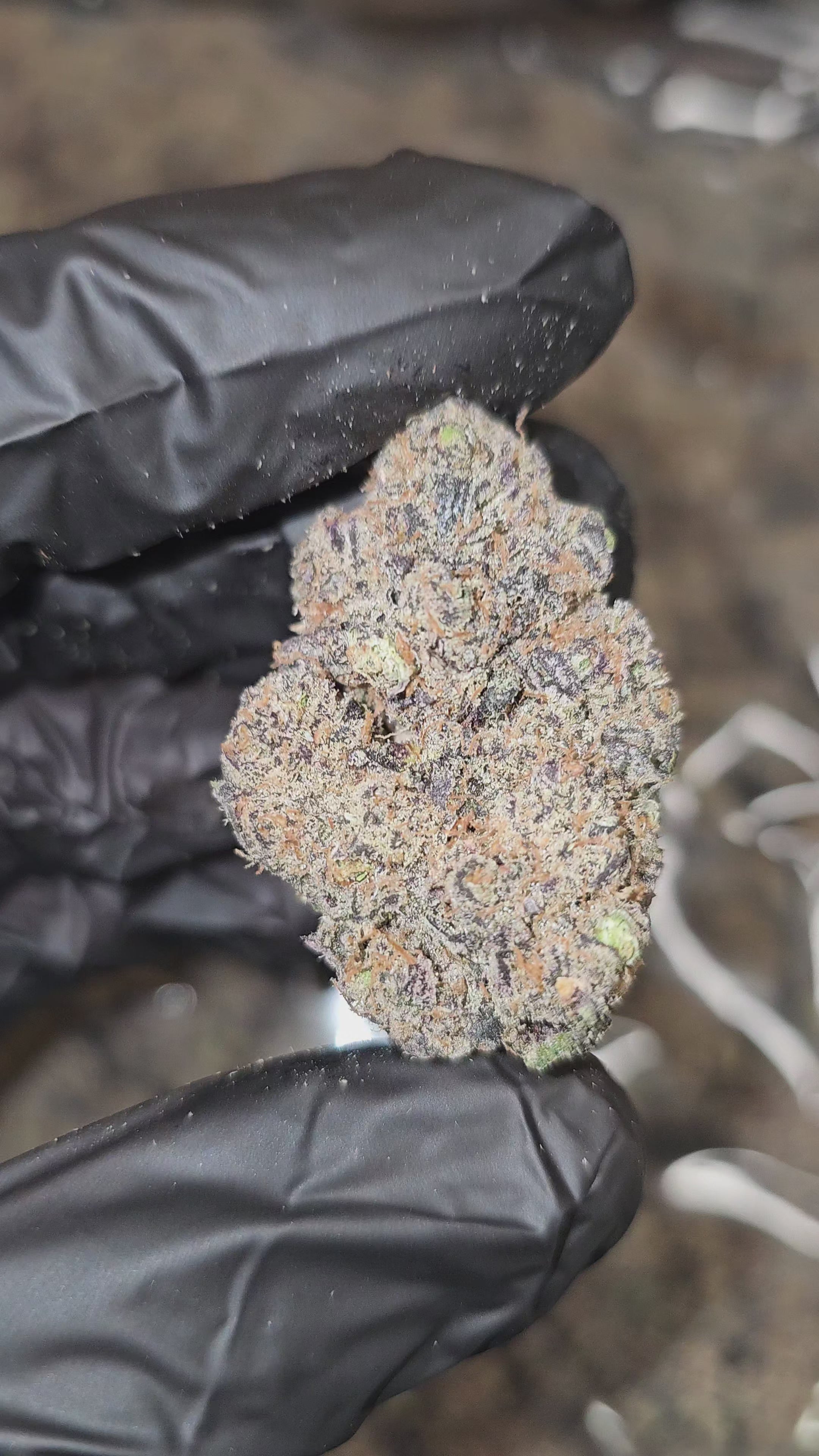 Lizard Burger | First Cut Exotics | Flower | 30.92%