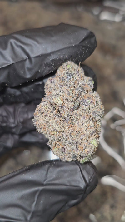 Lizard Burger | First Cut Exotics | Flower | 30.92%