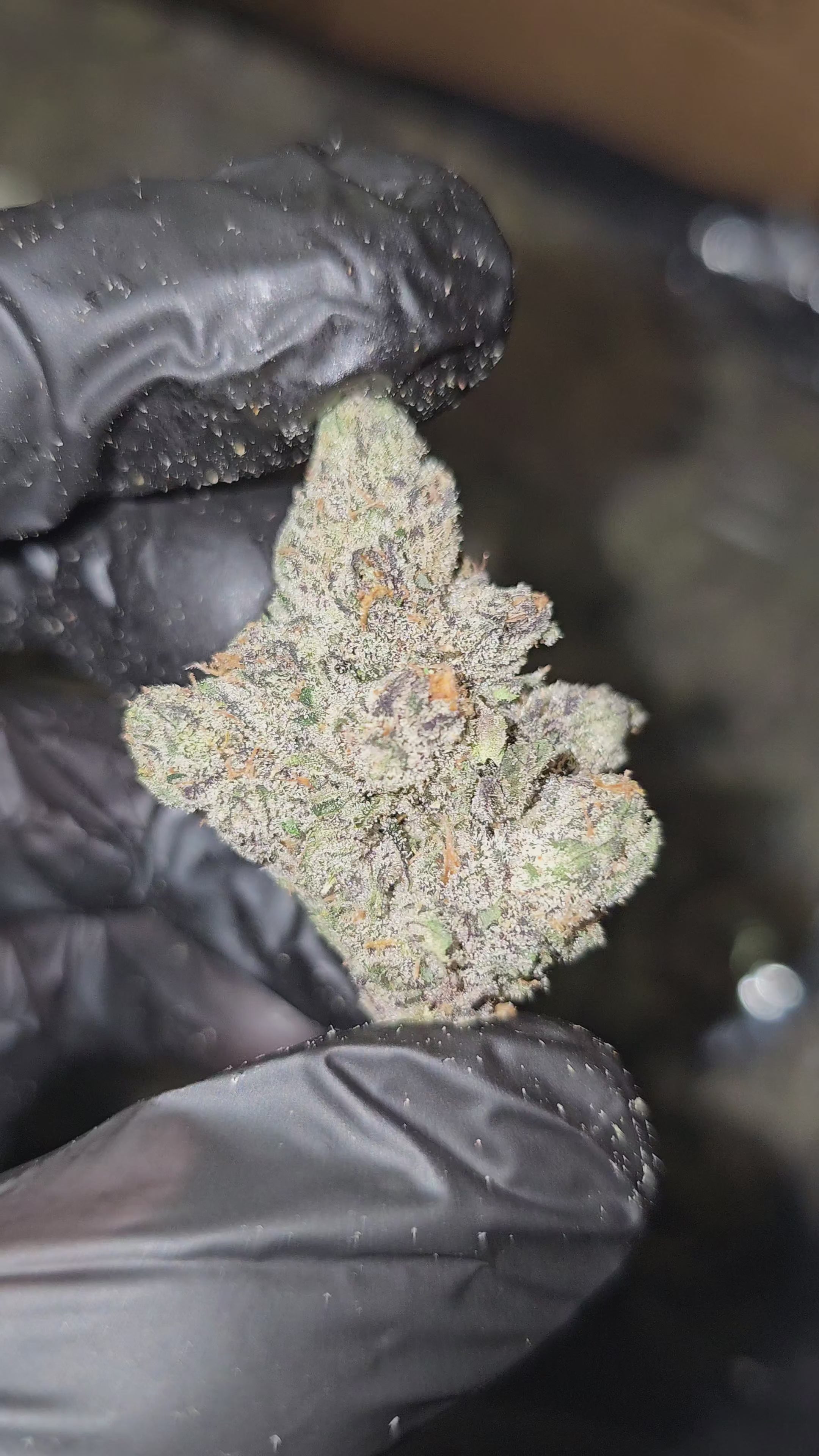 Oakland Runtz | First Cut Exotics | 33% | Flower